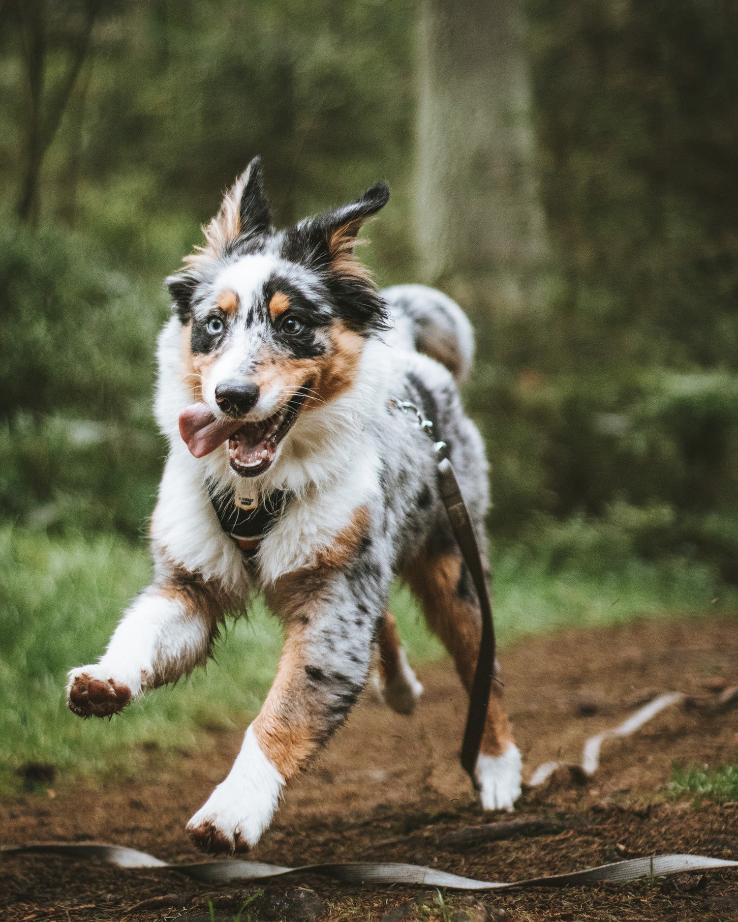 A playful, blue merle Australian Shepherd dog runs outdoors on a dirt path with its tongue out.