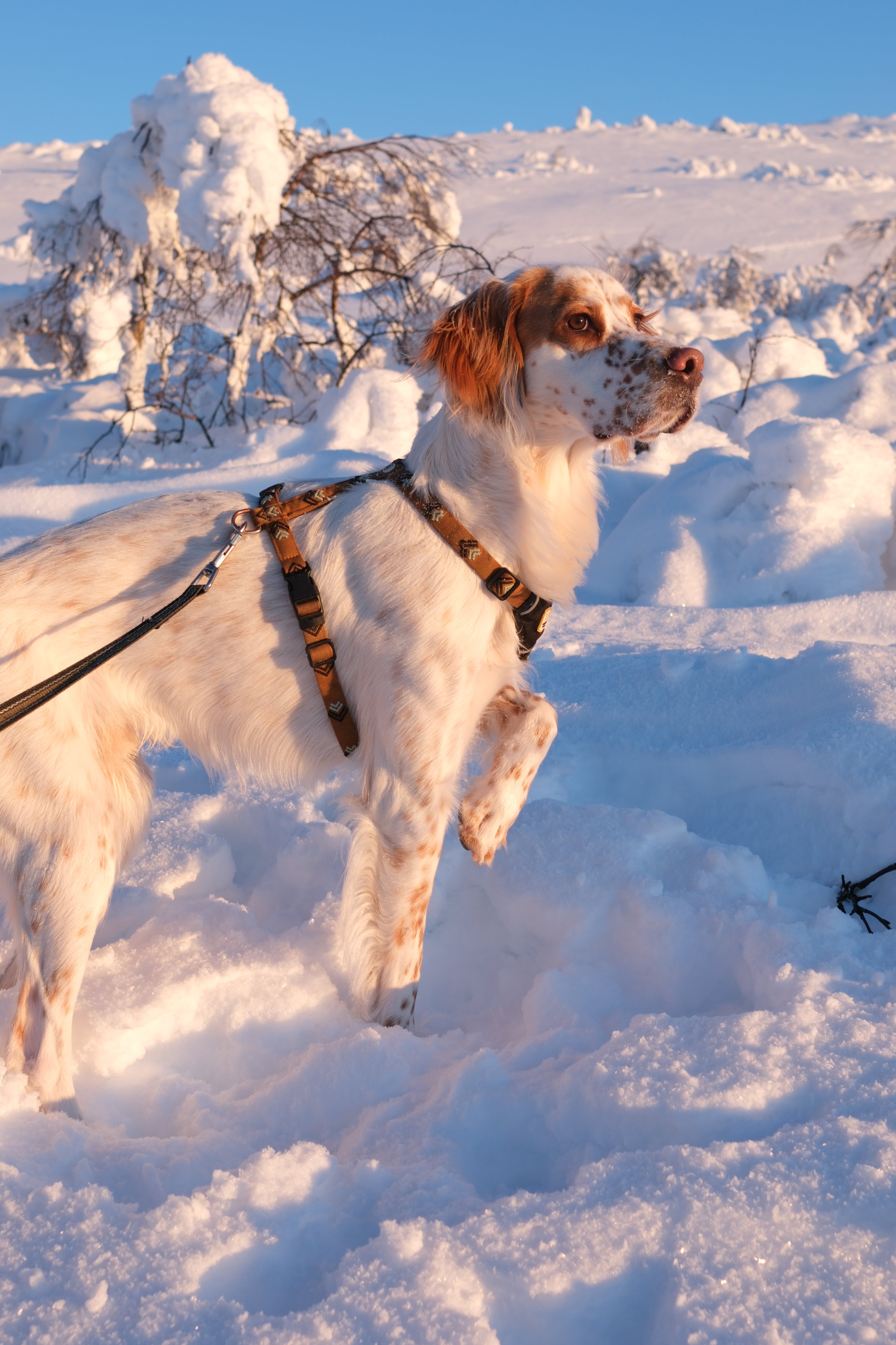 Sea To Summit Dog Harness - Woolly Wolf