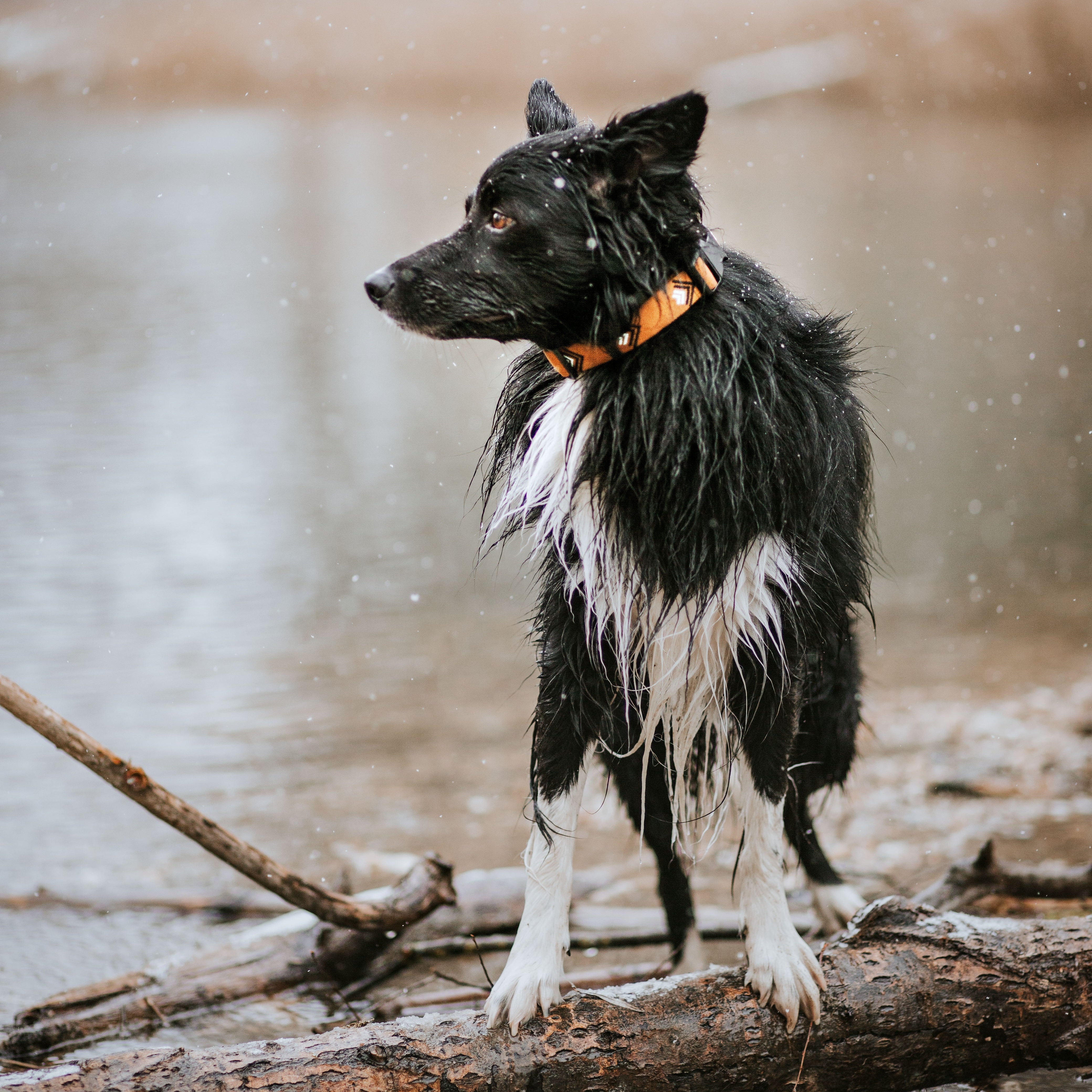 Sea to Summit Dog Collar - Woolly Wolf