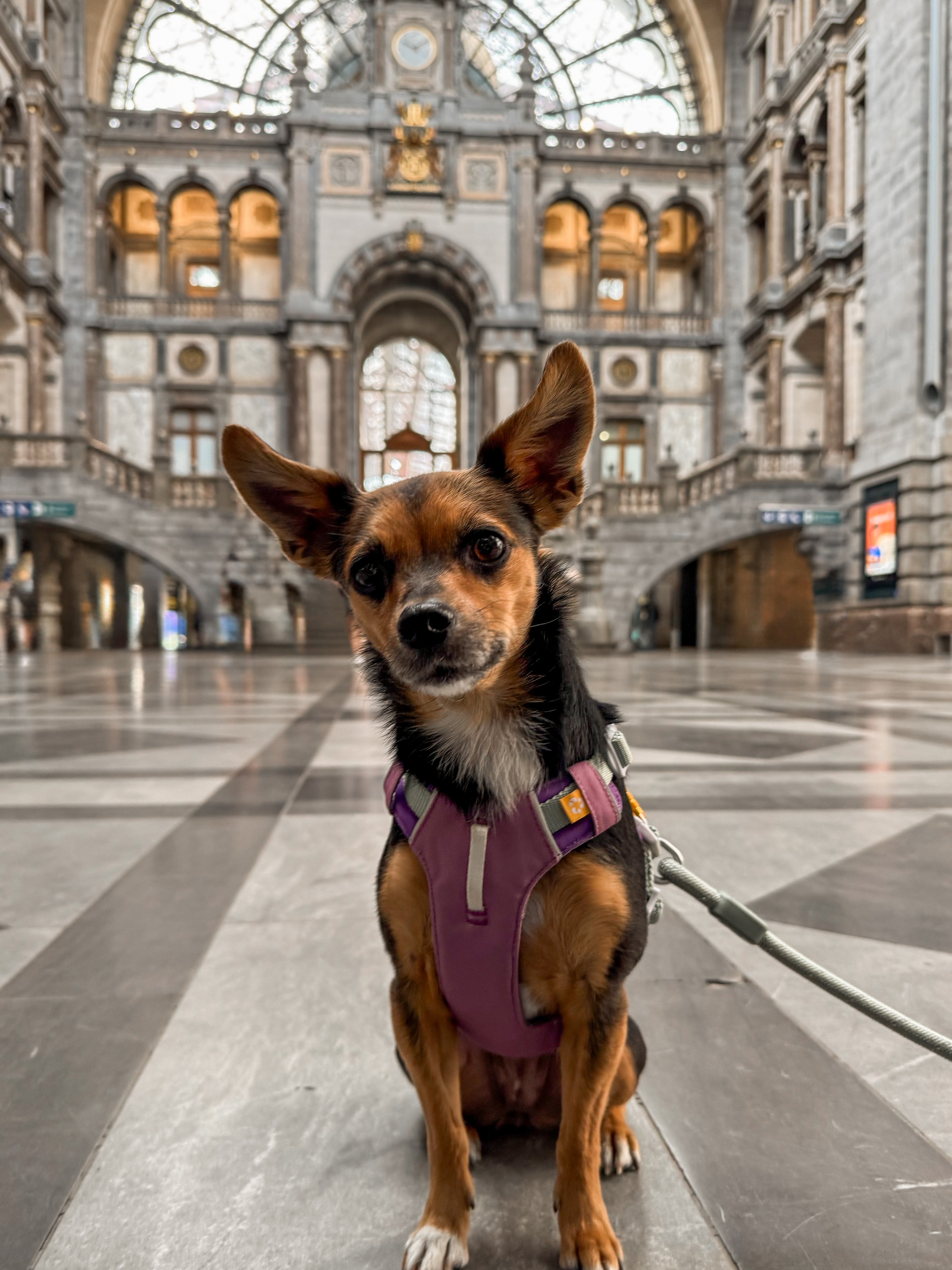 Small dog in a purple harness sits on a marble floor inside a grand, ornate train station.