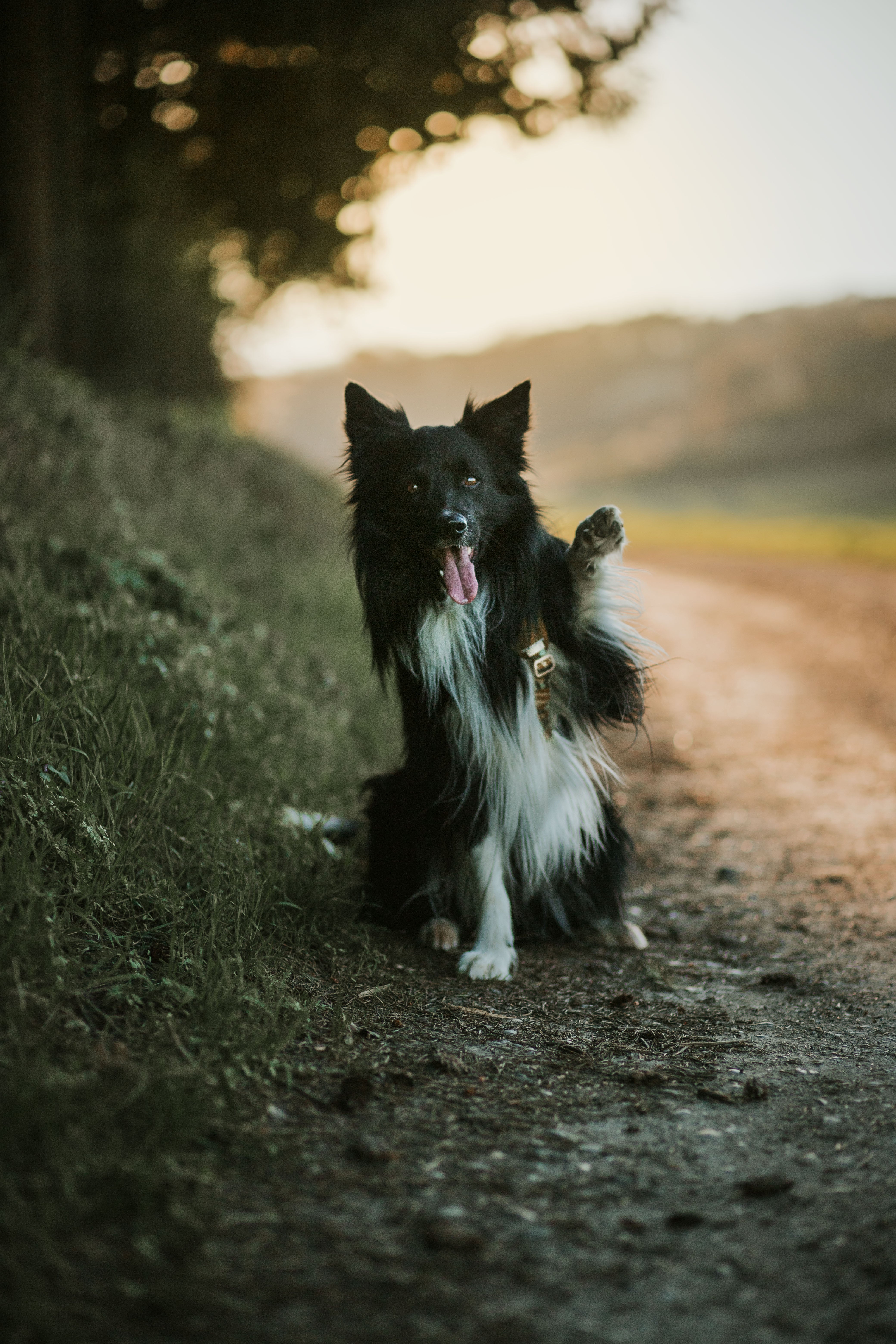 Woolly Wolf