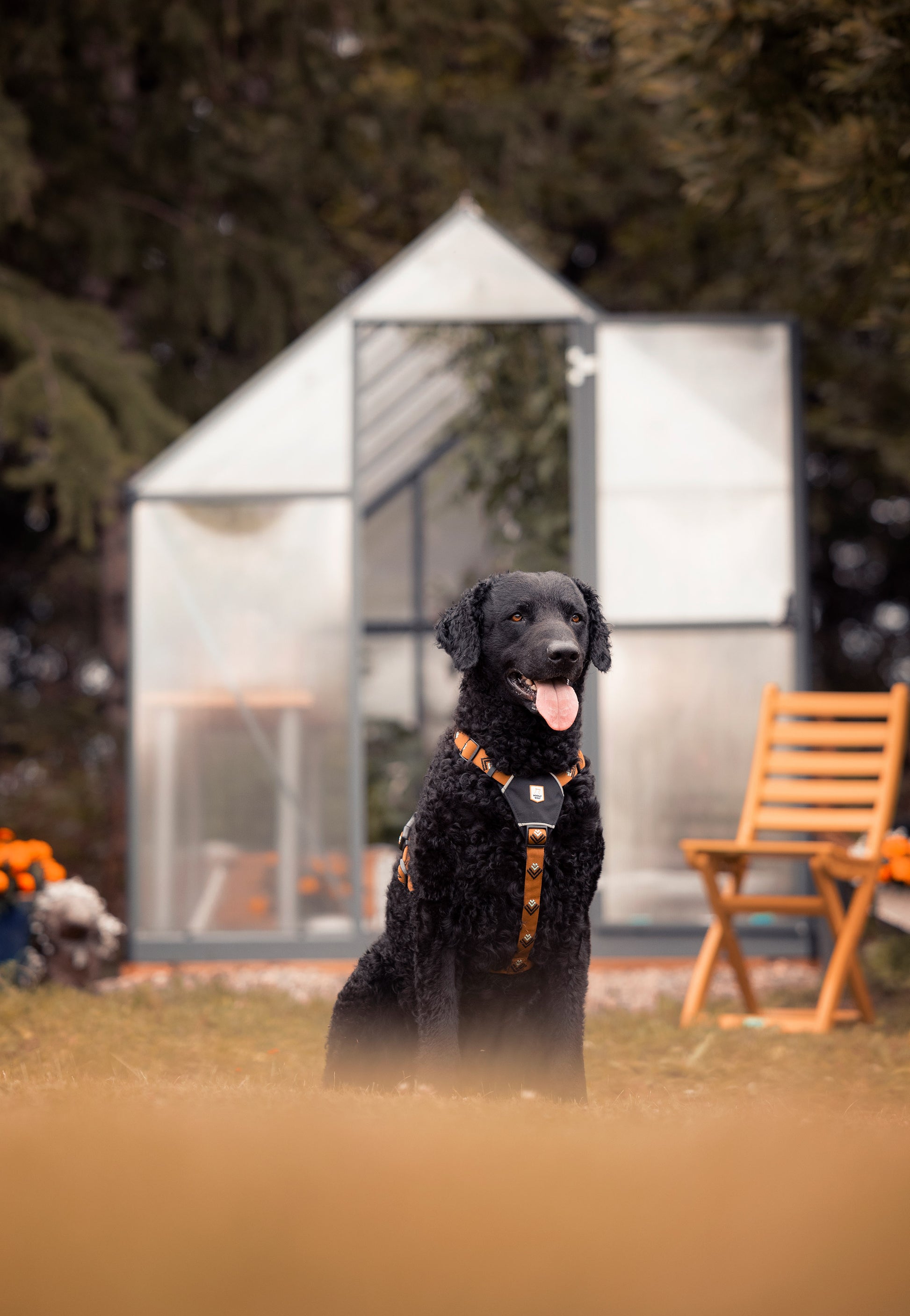 A black curly-haired dog with a harness sits on grass in front of a glass greenhouse and wooden chair.