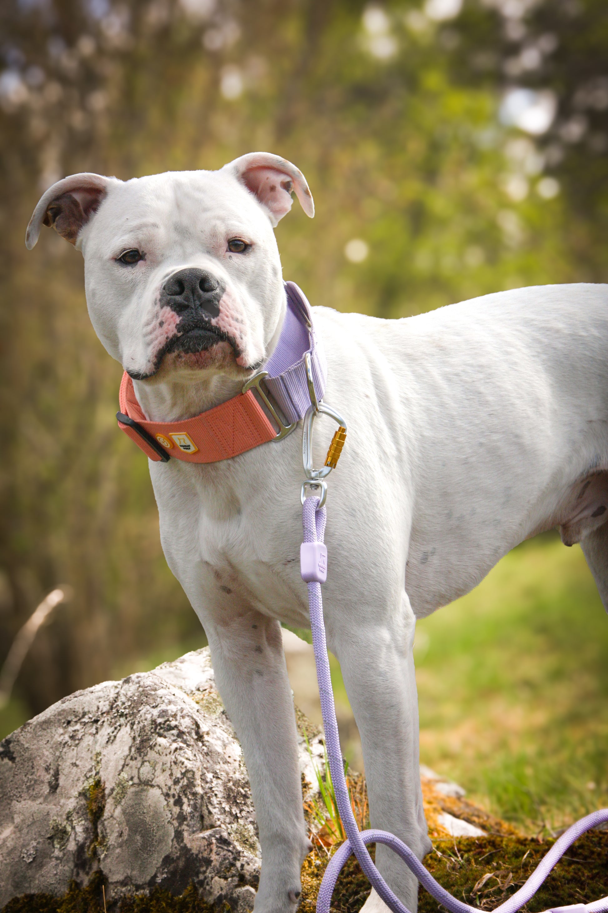A white dog with a purple leash and orange collar stands on a rock outdoors, looking at the camera.