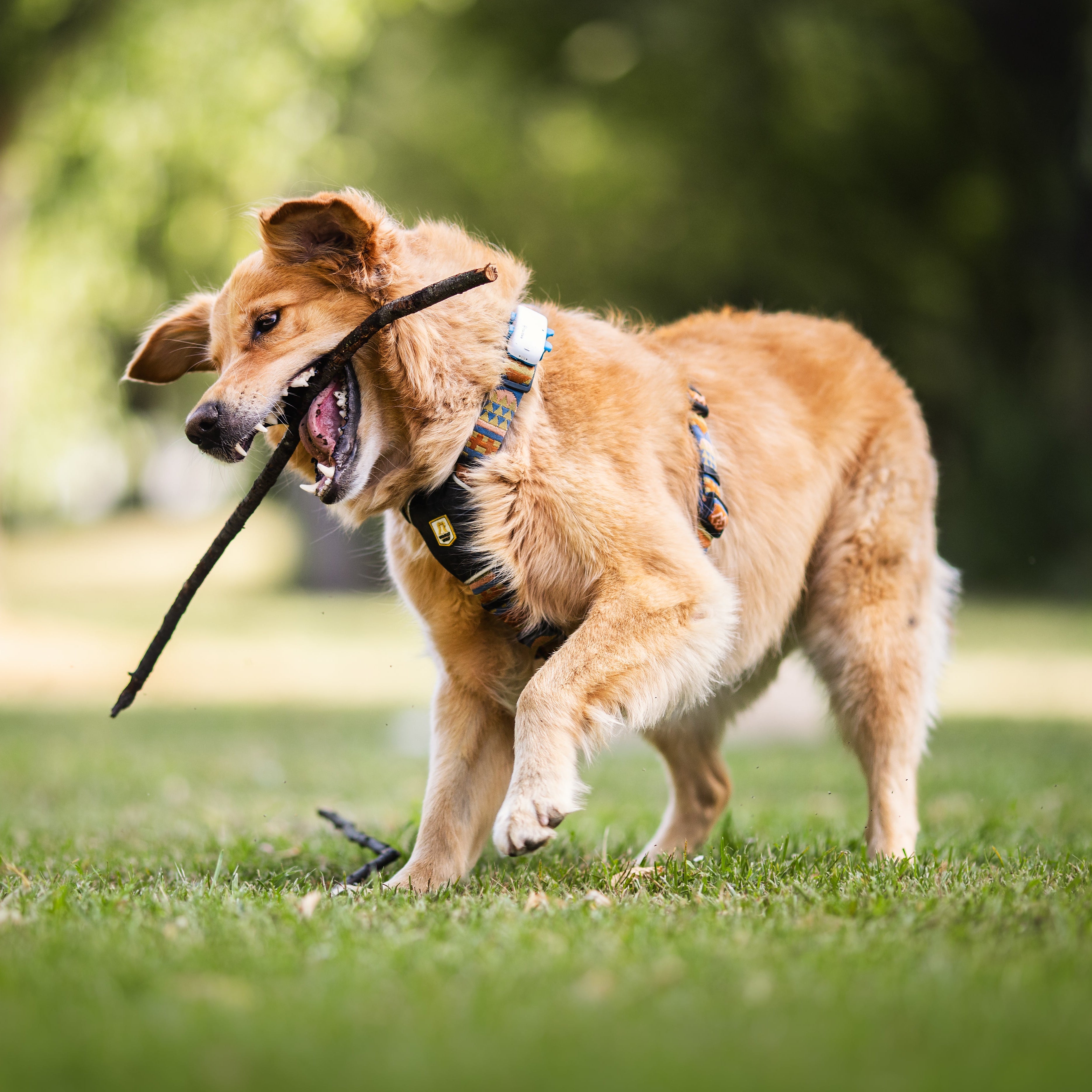 Nightless Night Dog Harness - Woolly Wolf