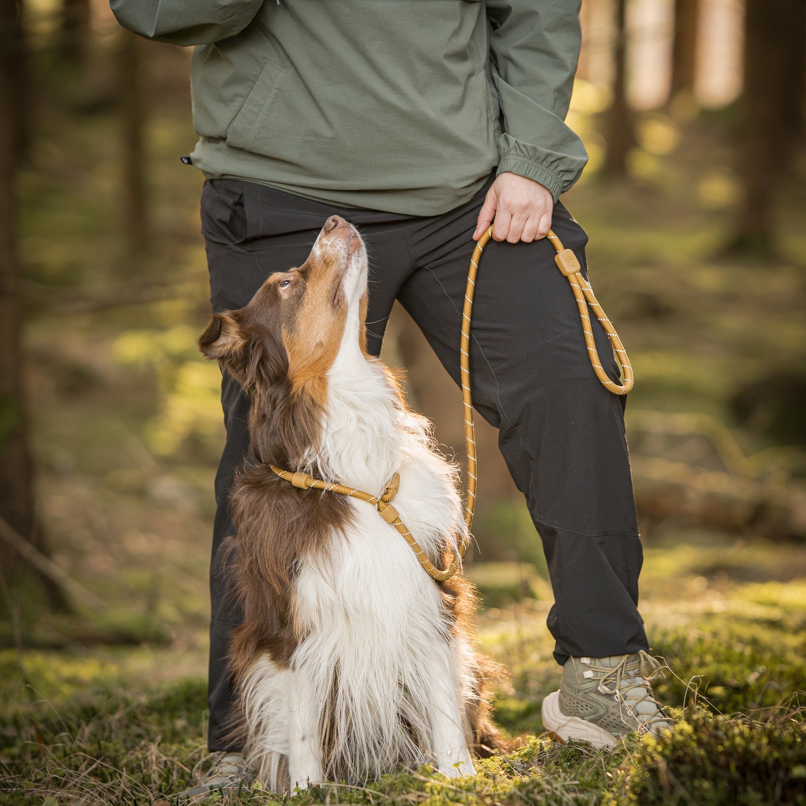 A dog sits attentively by a person holding a treat and leash in a sunlit forest.