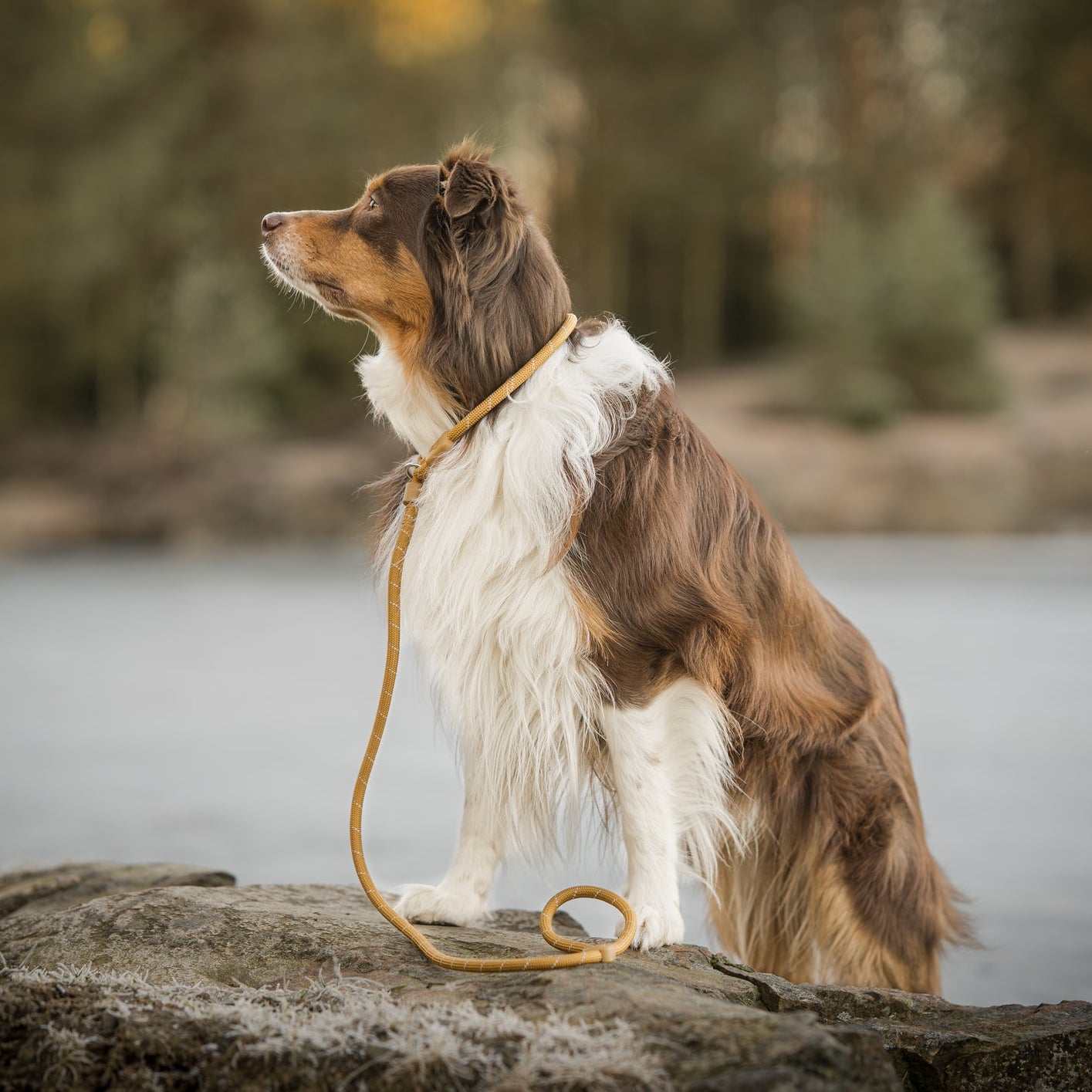 A brown and white dog with a leash sits on a rock, looking off to the left in an outdoor setting.