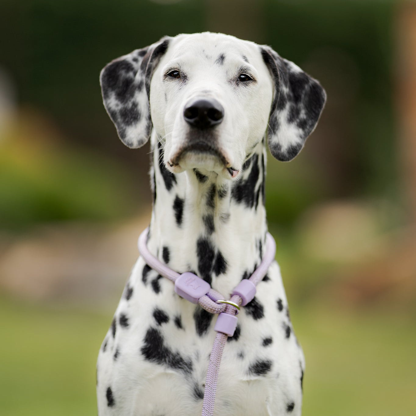 Dalmatian dog with a purple leash and collar sitting outdoors, looking directly at the camera.