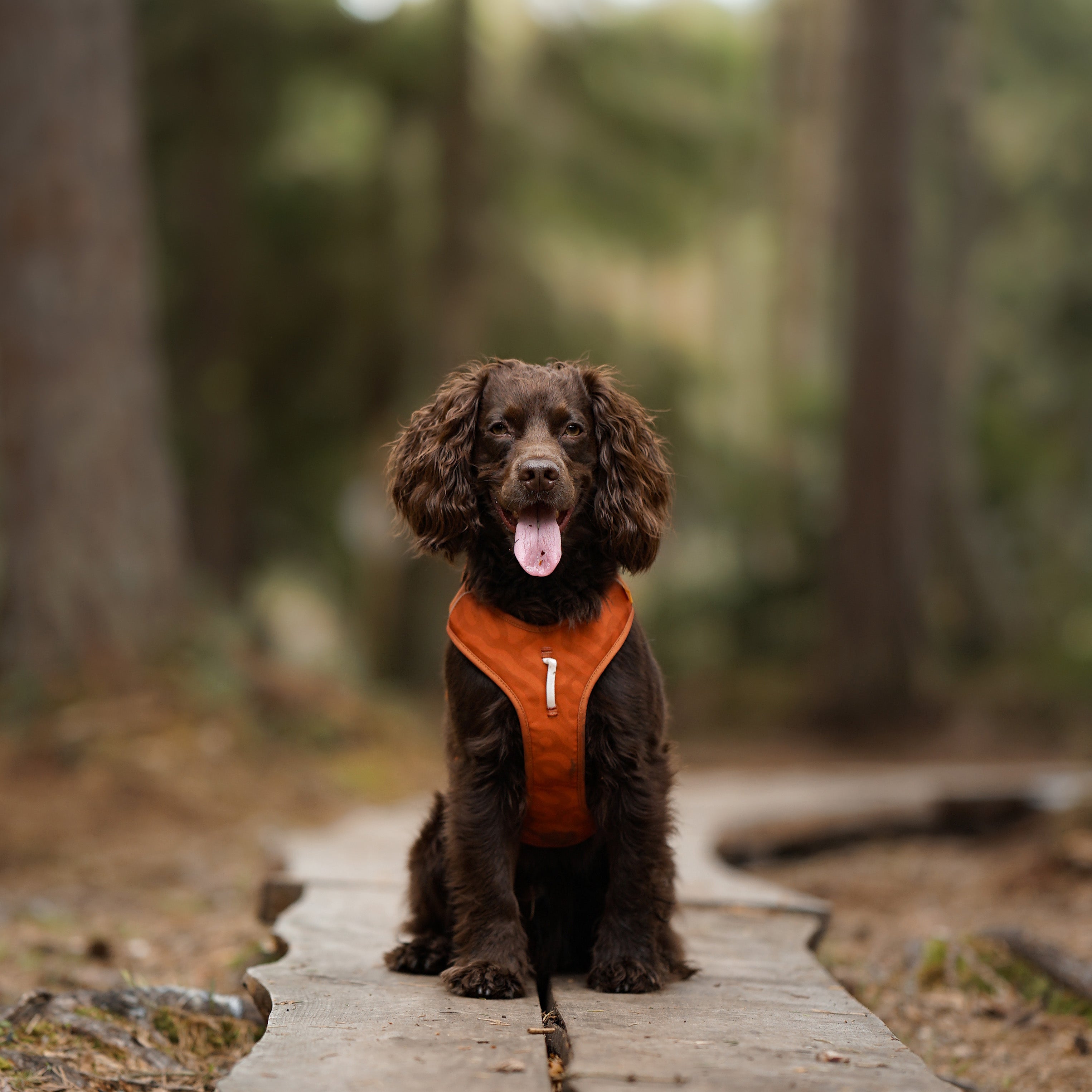 Brown dog wearing an orange harness sits on a wooden path in a forest, looking forward with tongue out.