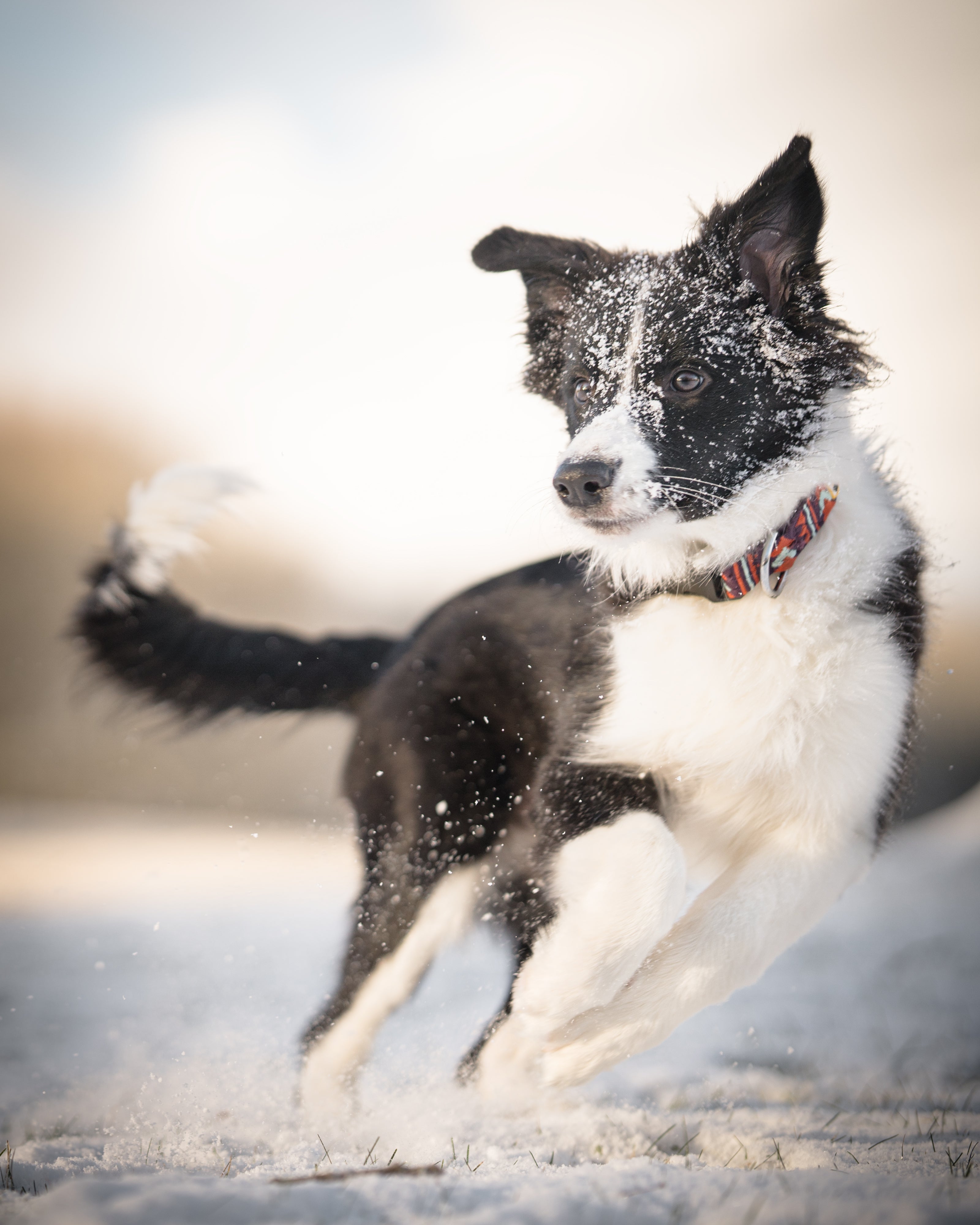 Black and white dog with a red collar running energetically in the snow, snowflakes flying around.