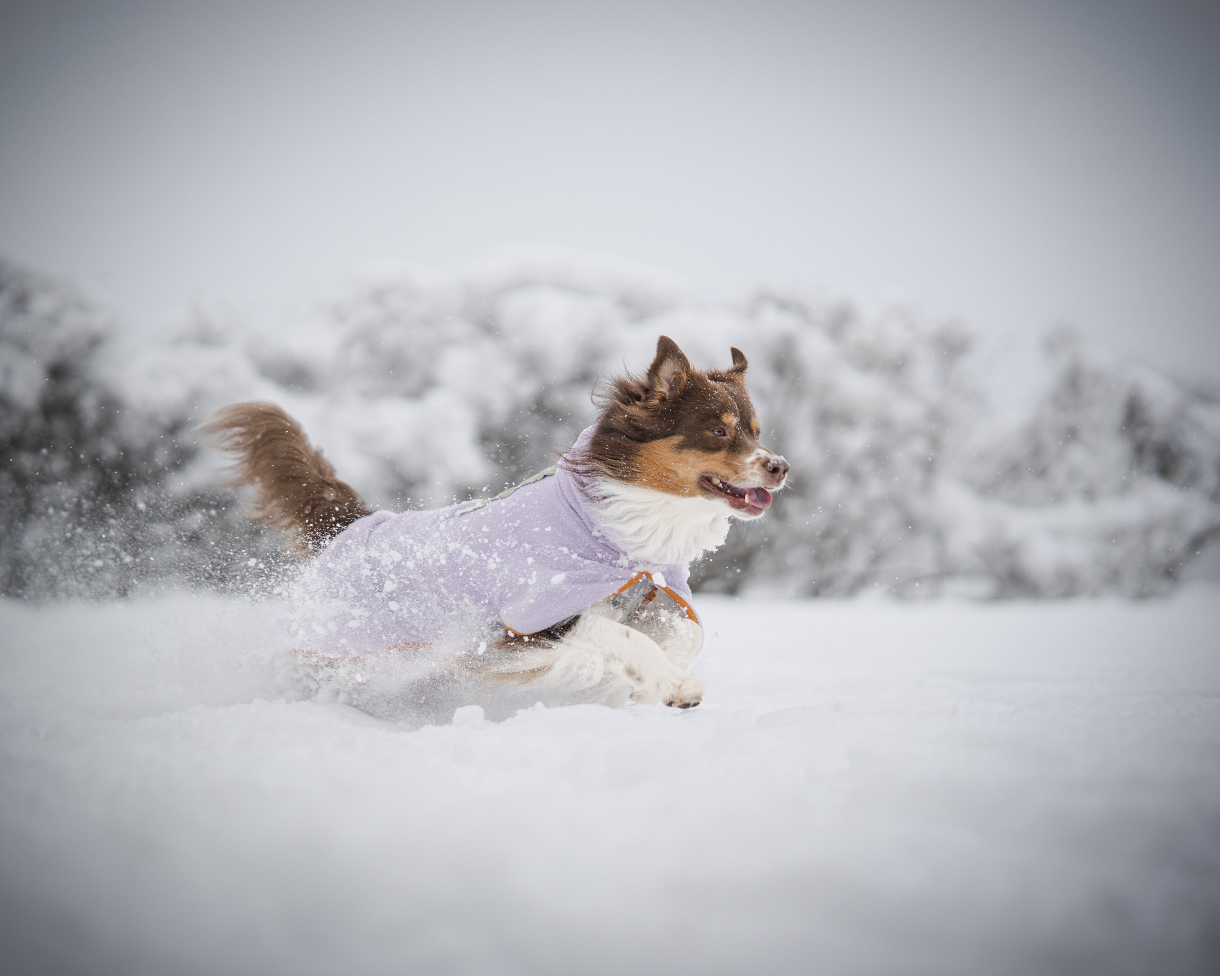 Fleece Pullovers - Woolly Wolf