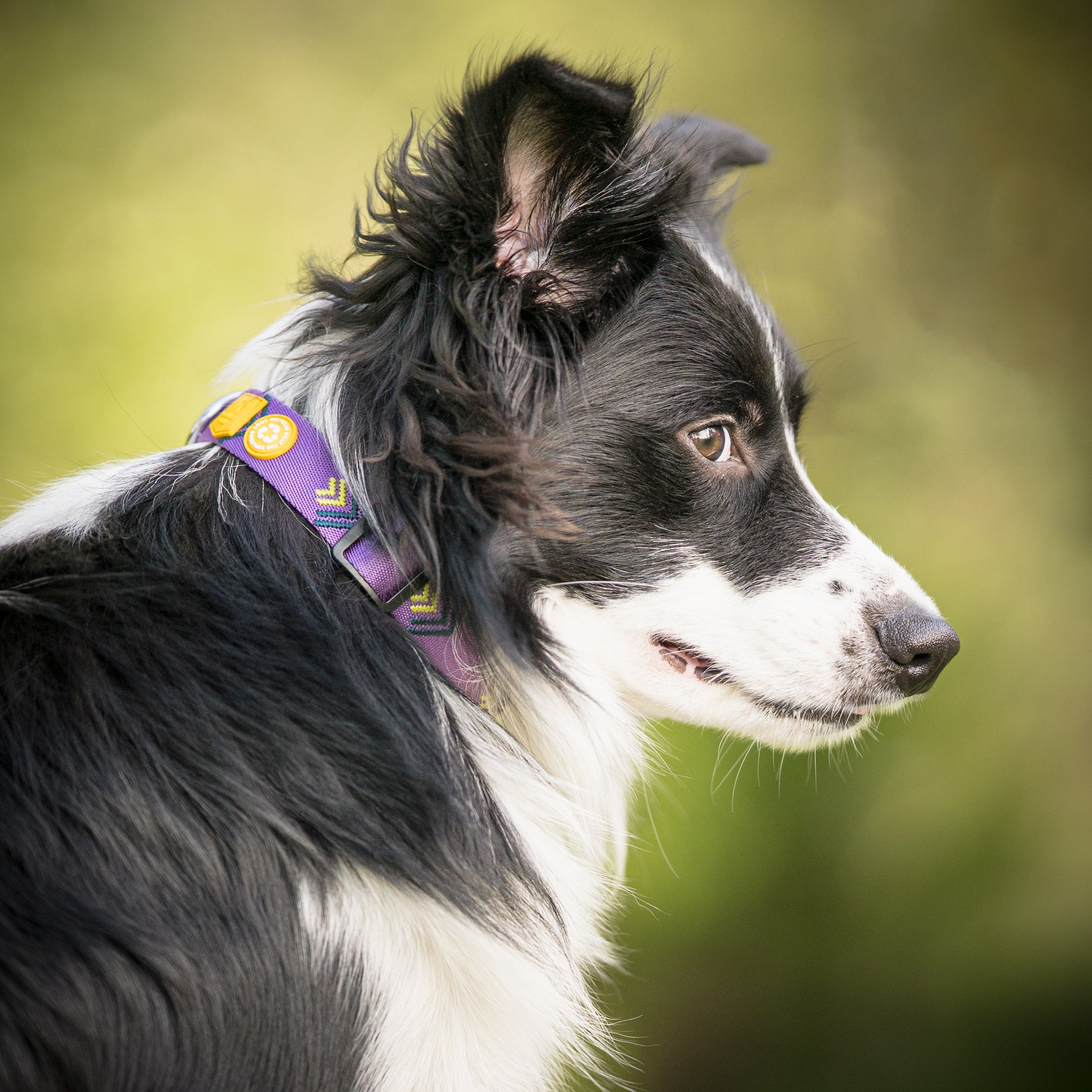 Northern Lights Dog Collar - Woolly Wolf