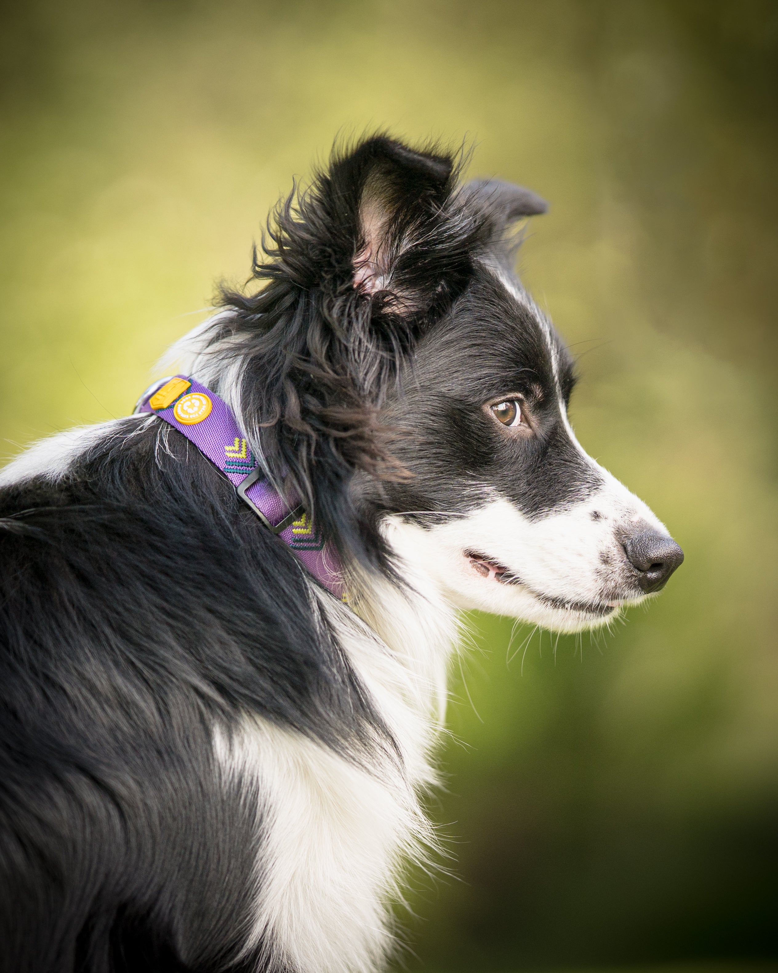 Black and white Border Collie dog wearing a purple collar looks to the right against a blurred green background.