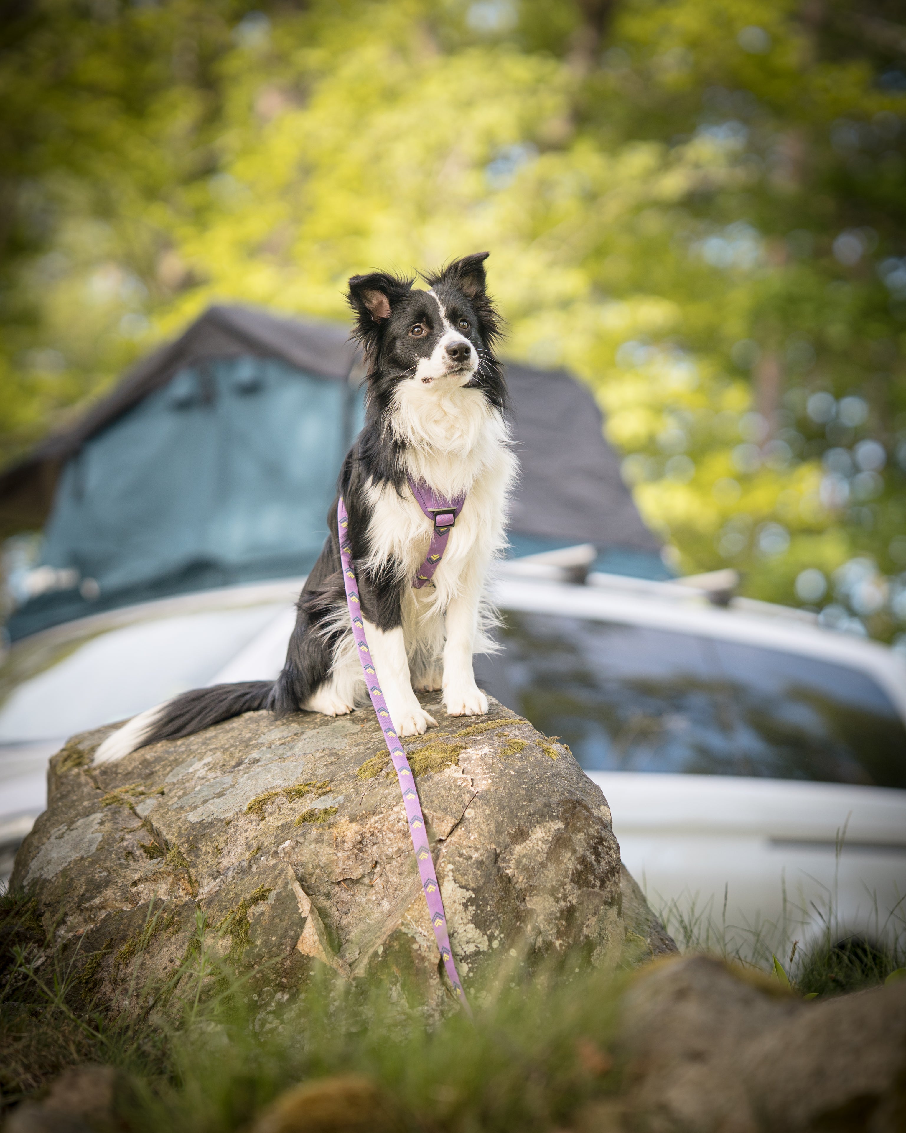 Black and white dog on a leash sits on a rock outdoors, with a car and tent in the background.