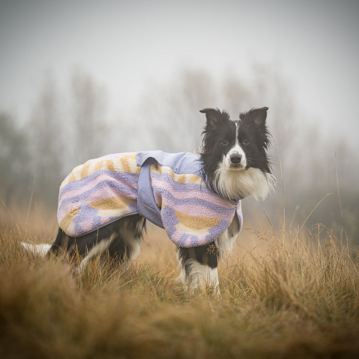 Woolly Wolf