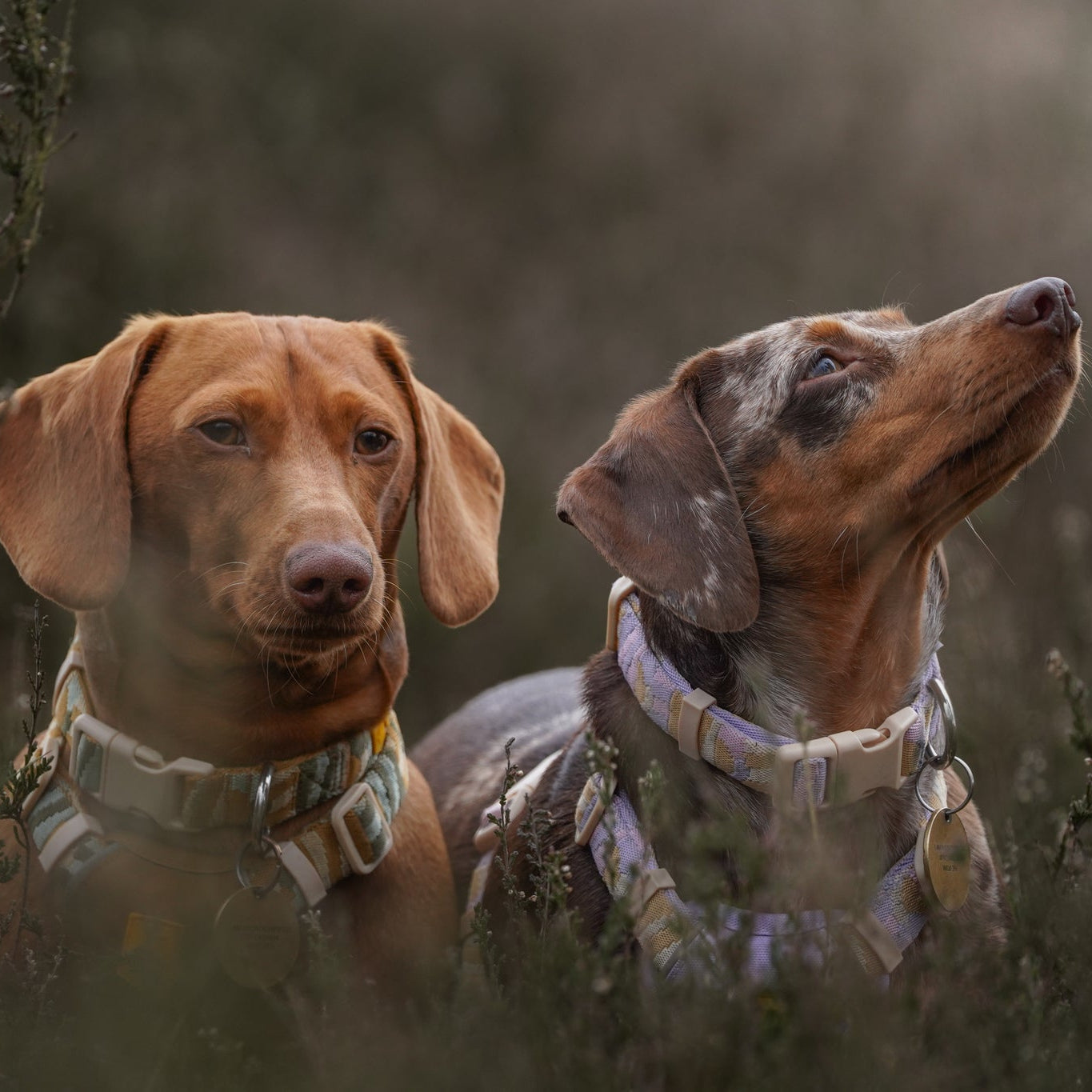 Two dachshund dogs wearing collars sit in tall grass; one looks forward, the other looks up.