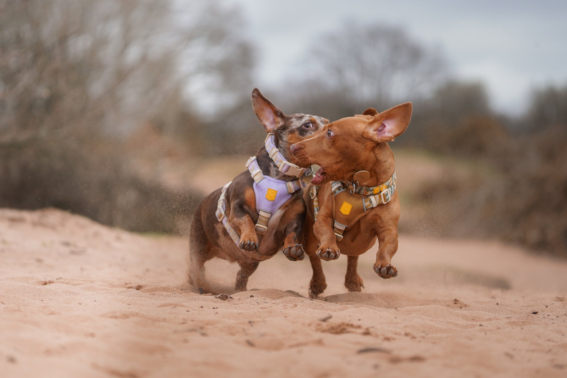 Two dachshunds wearing harnesses run playfully together on a sandy path outdoors.