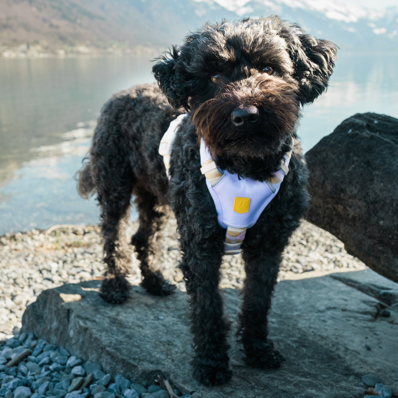 Sunshower Dog Harness - Woolly Wolf