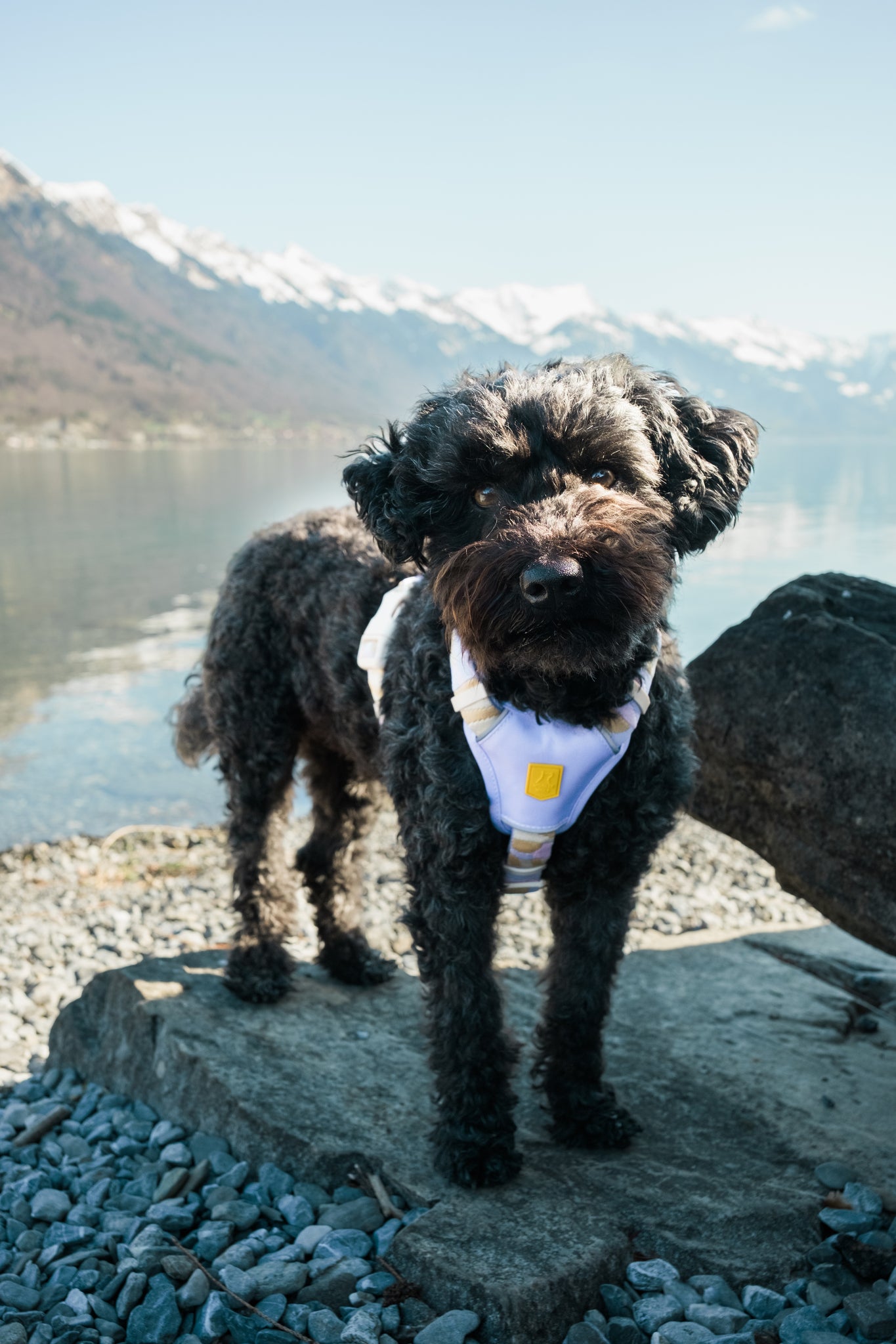 A curly black dog in a harness stands on rocks by a lakeshore with mountains in the background.