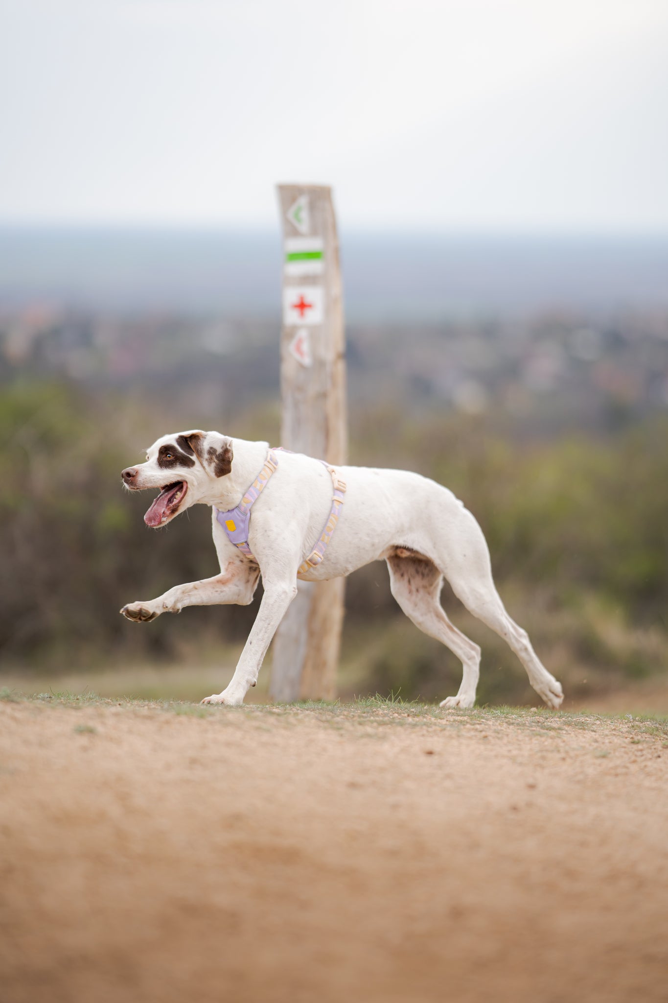 White and brown dog wearing a harness walking on a dirt path with a marked wooden post in the background.