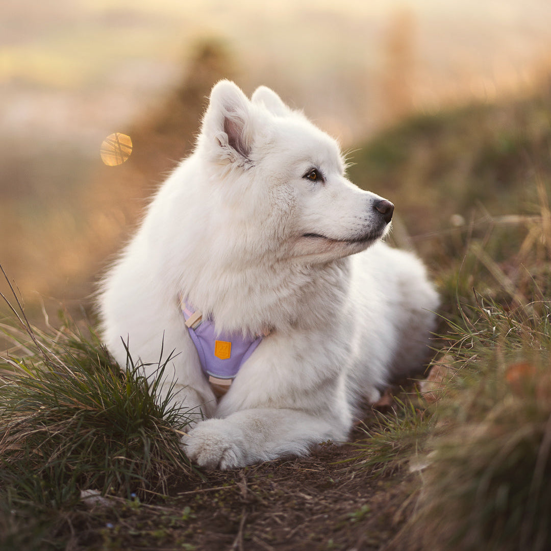 Sunshower Dog Harness - Woolly Wolf