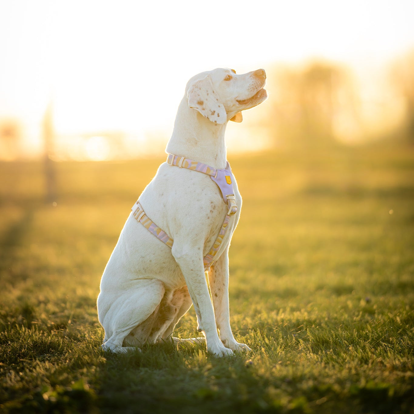 Sunshower Dog Harness - Woolly Wolf
