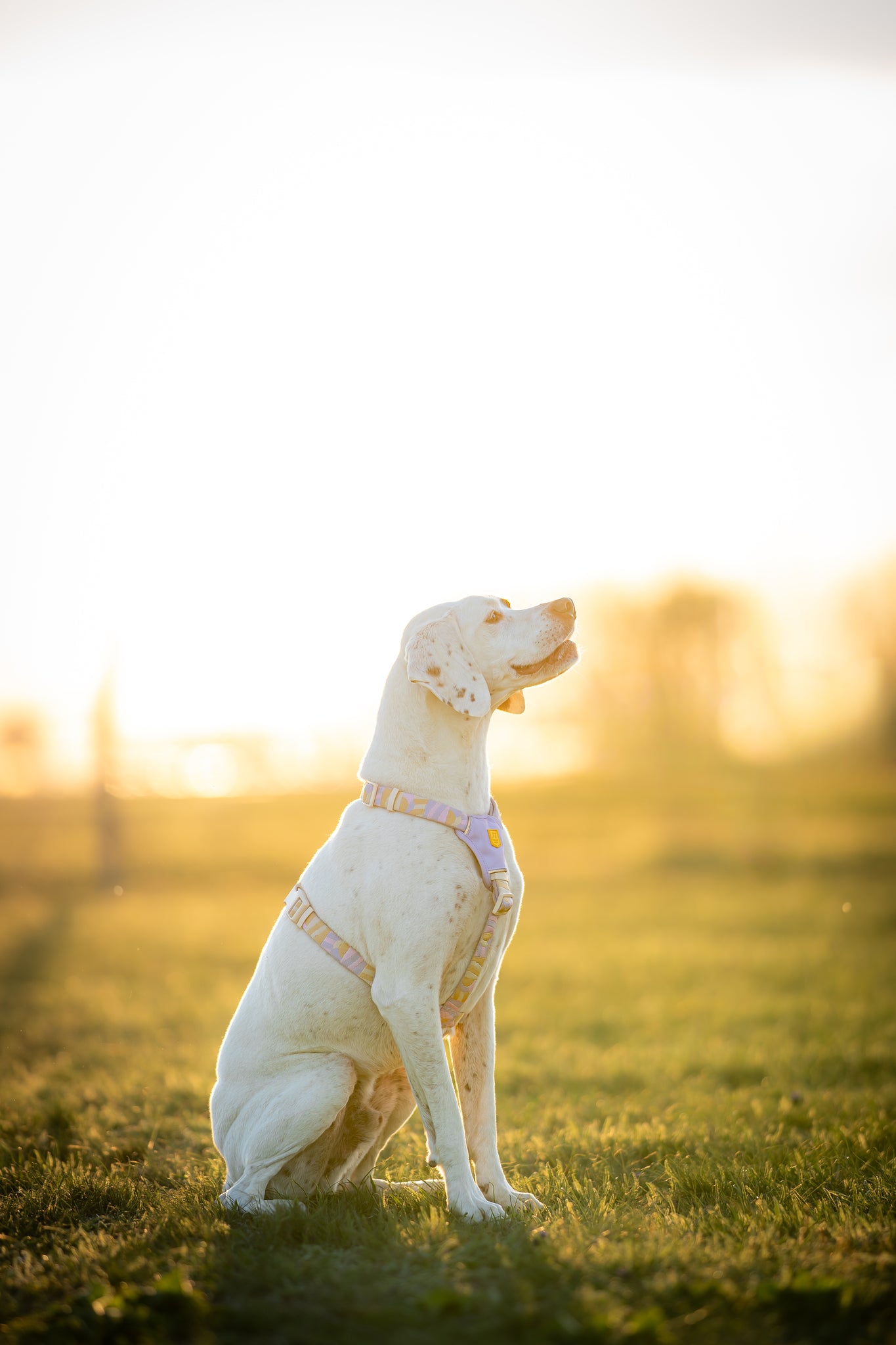 A white dog wearing a harness sits on grass during golden hour with sunlight in the background.