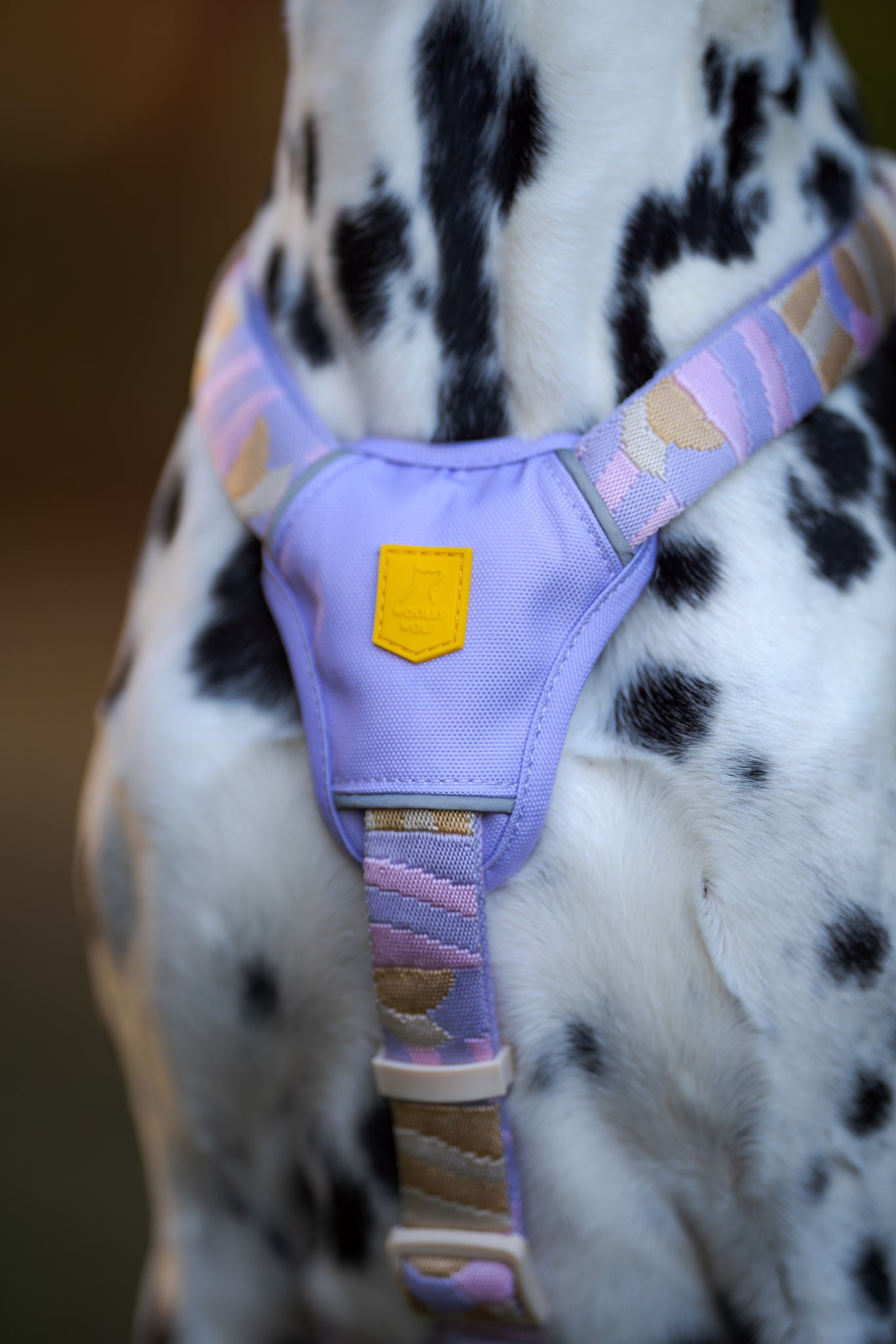 Close-up of a Dalmatian wearing a light purple harness with tan and yellow accents.