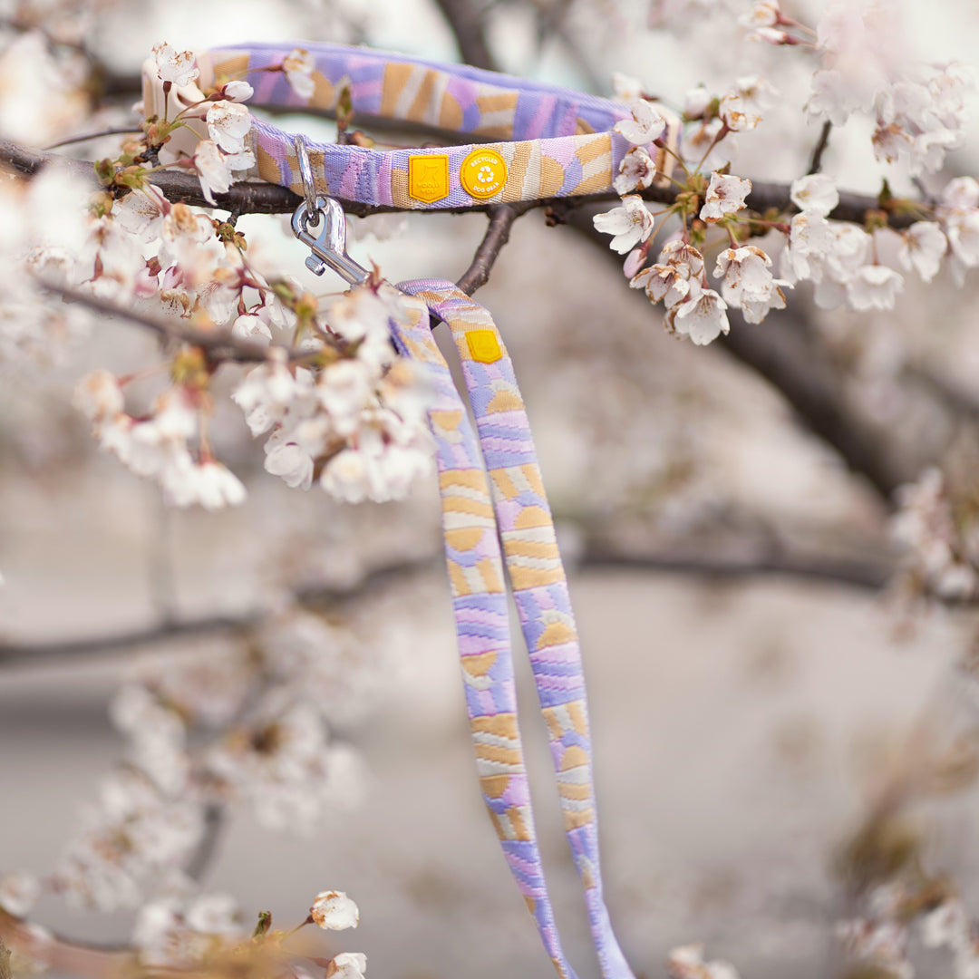 A pastel-patterned dog leash draped over a blooming cherry blossom tree branch.