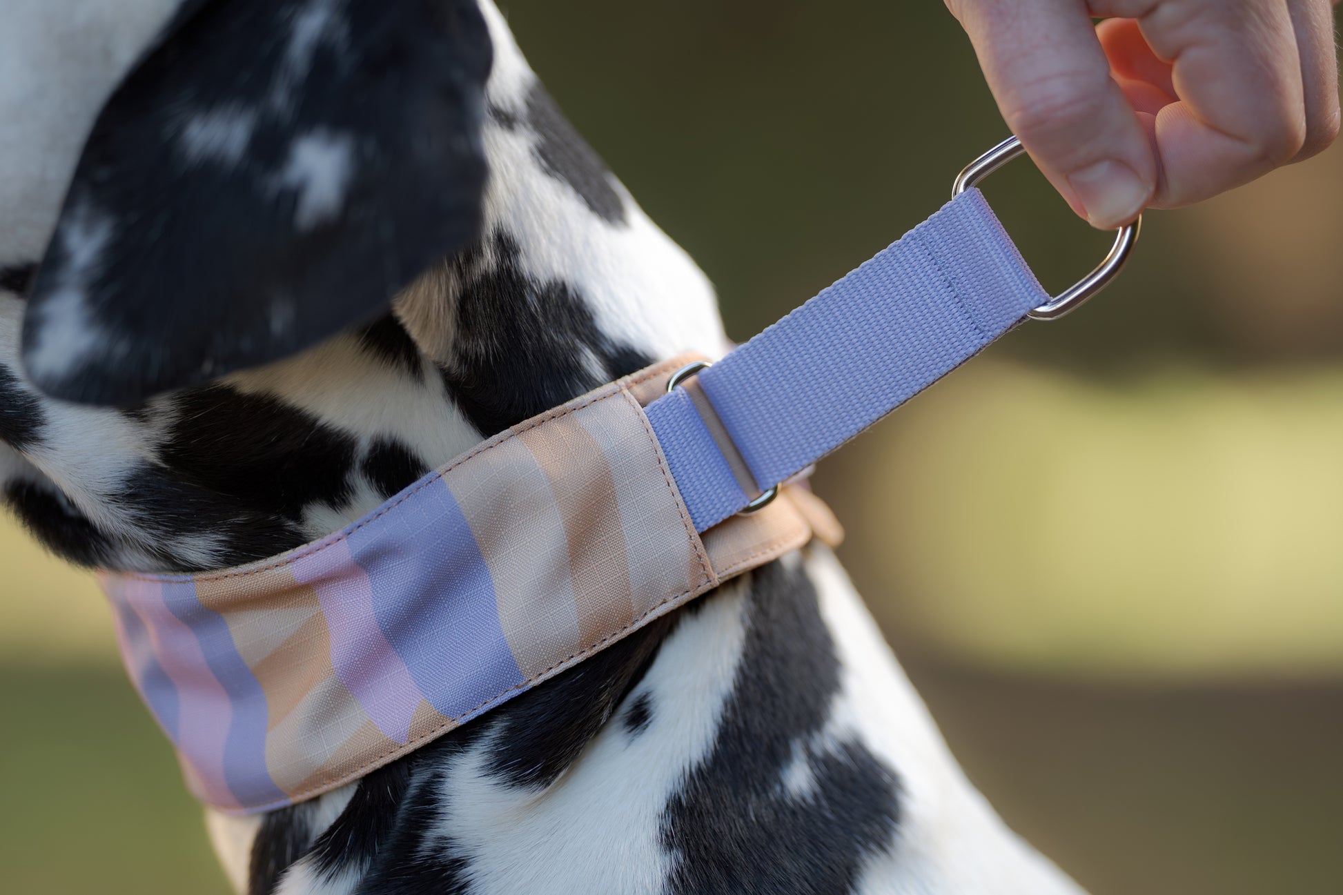 A hand holds a lavender collar on a black and white dogs neck.
