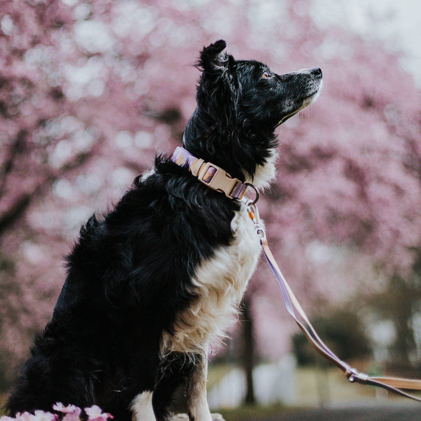 Dog on a leash standing in front of cherry blossom trees