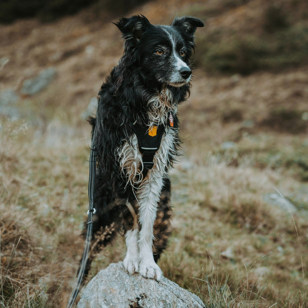 A black and white dog in a harness standing on a rock outdoors.