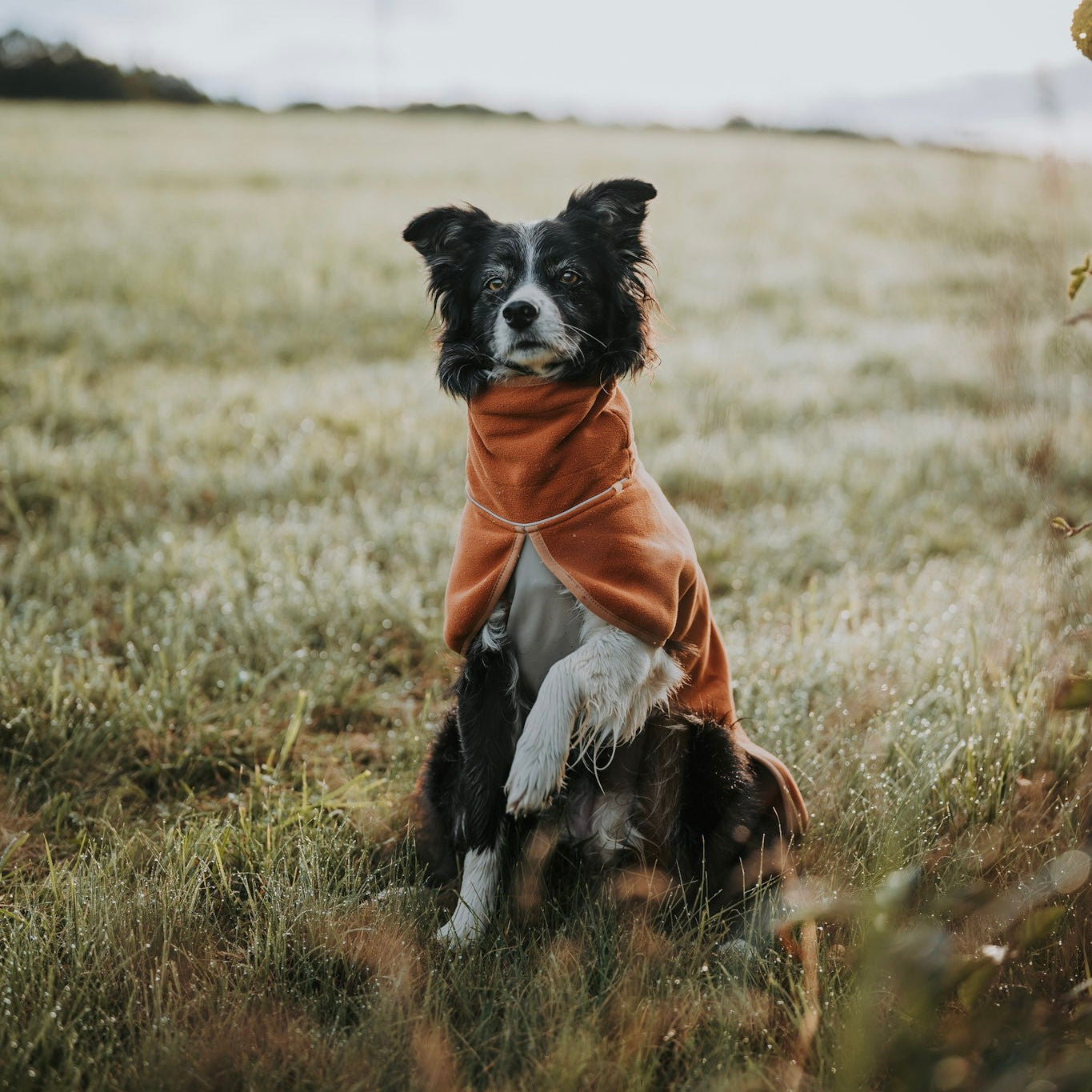 Alpha 360 Dog Fleece Pullover Terracotta / Clay - Woolly Wolf