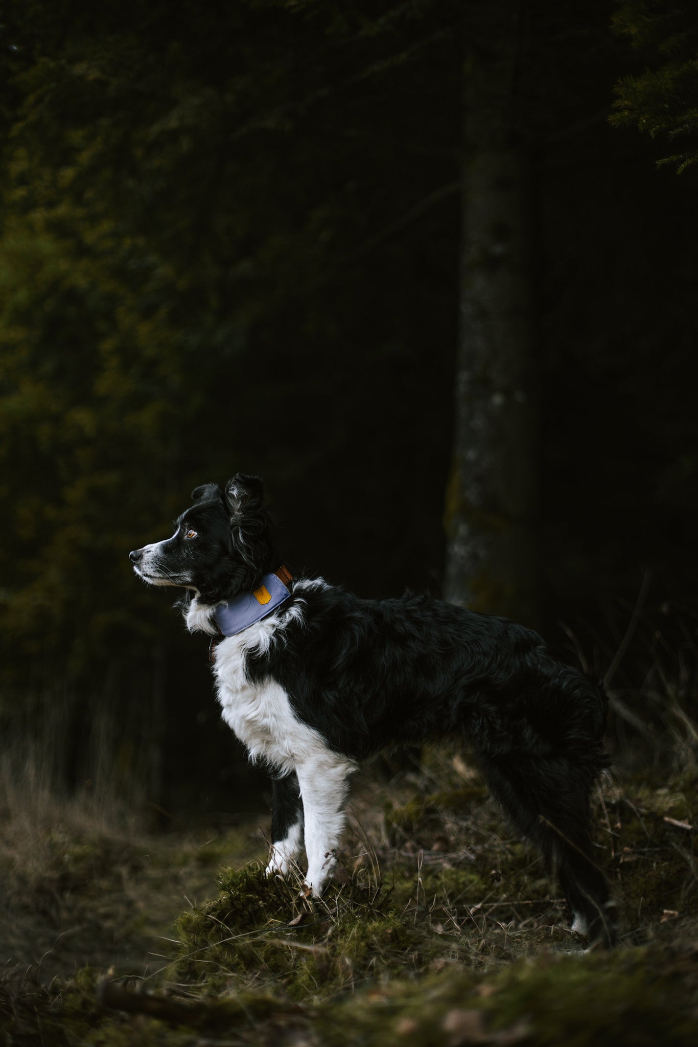 Black and white dog with a collar standing on grass, looking alertly into a dark, wooded area.