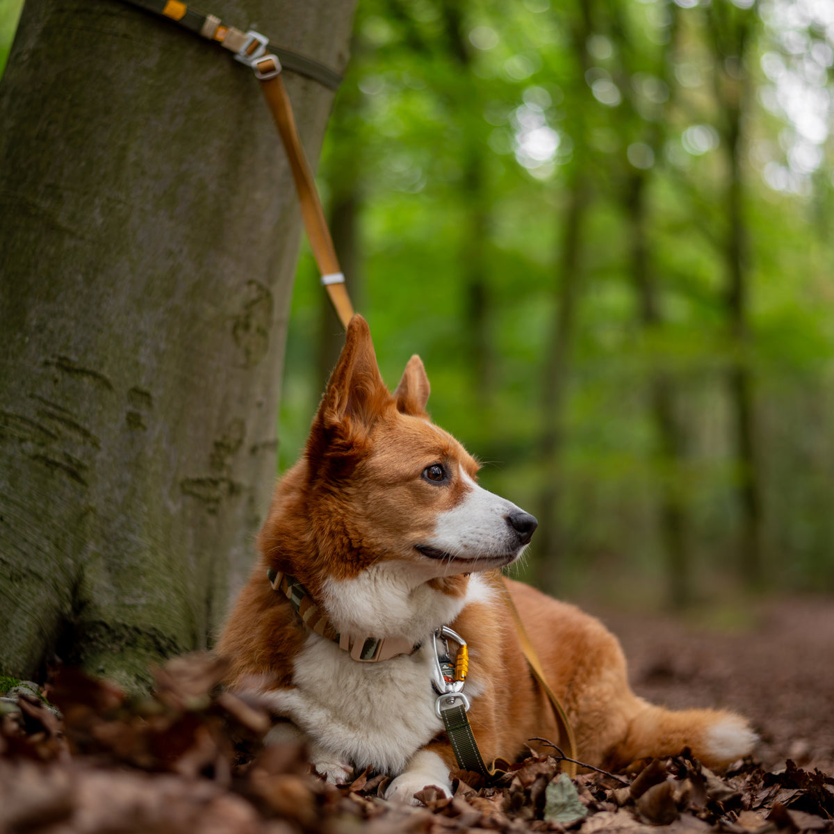 A corgi wearing a collar and leash resting in the forest at the base of a tree.