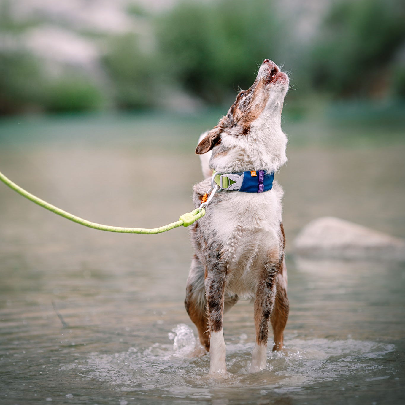 Wearing the Alpha 360 Dog Collar in Deep Teal, a wet dog on a leash stands in shallow water, gazing up with its mouth open. The background is blurred with greenery and rocks.