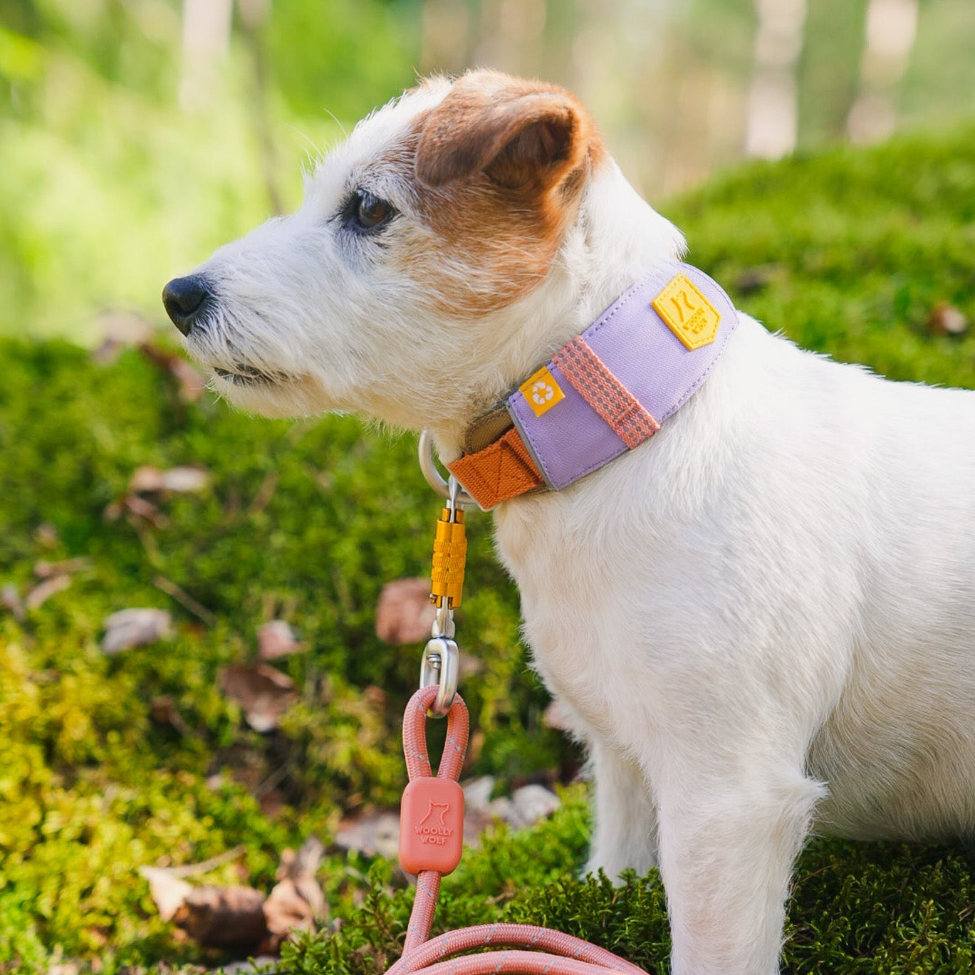 A Jack Russell terrier wears a lavender and orange dog collar with a pink leash in a mossy forest.