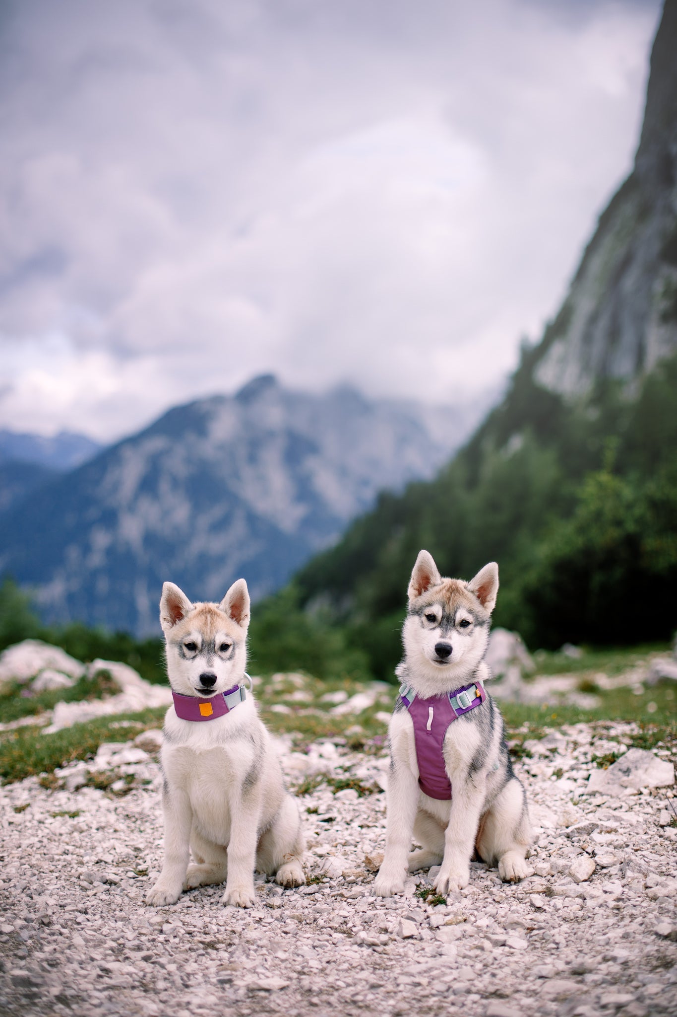 Alpha 360 Dog Collar Mauve: Safe and Sustainable Choice - Woolly Wolf