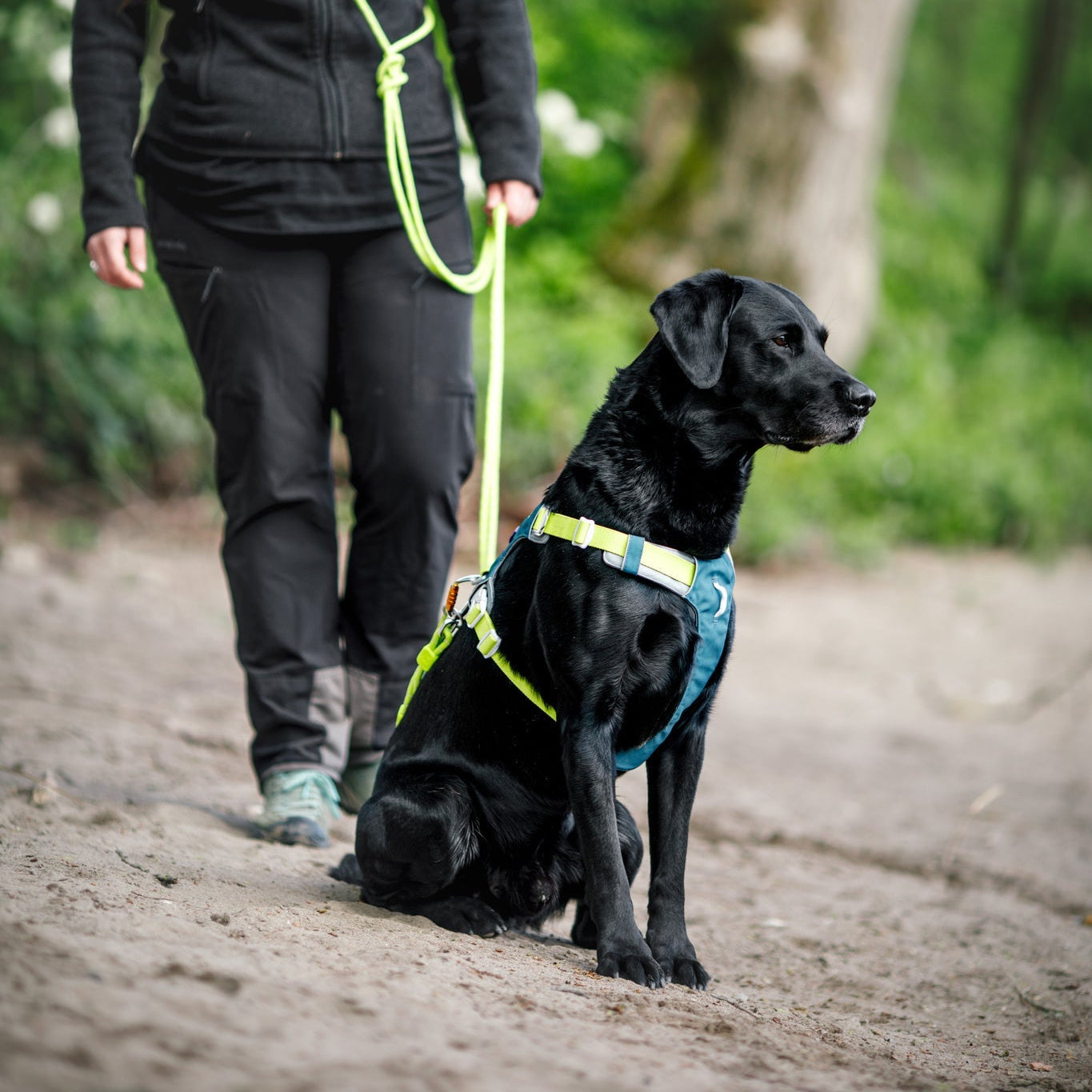Blue Dog Harness with Adjustable Fit for Your Dog - Woolly Wolf