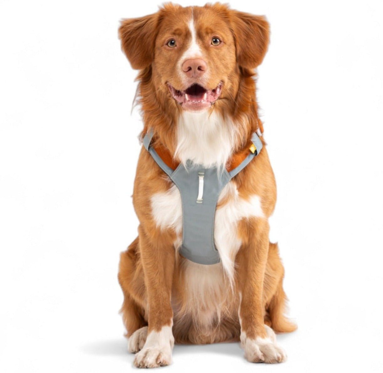 Green Dog Harness: Comfort for Every Breed Size - Woolly Wolf