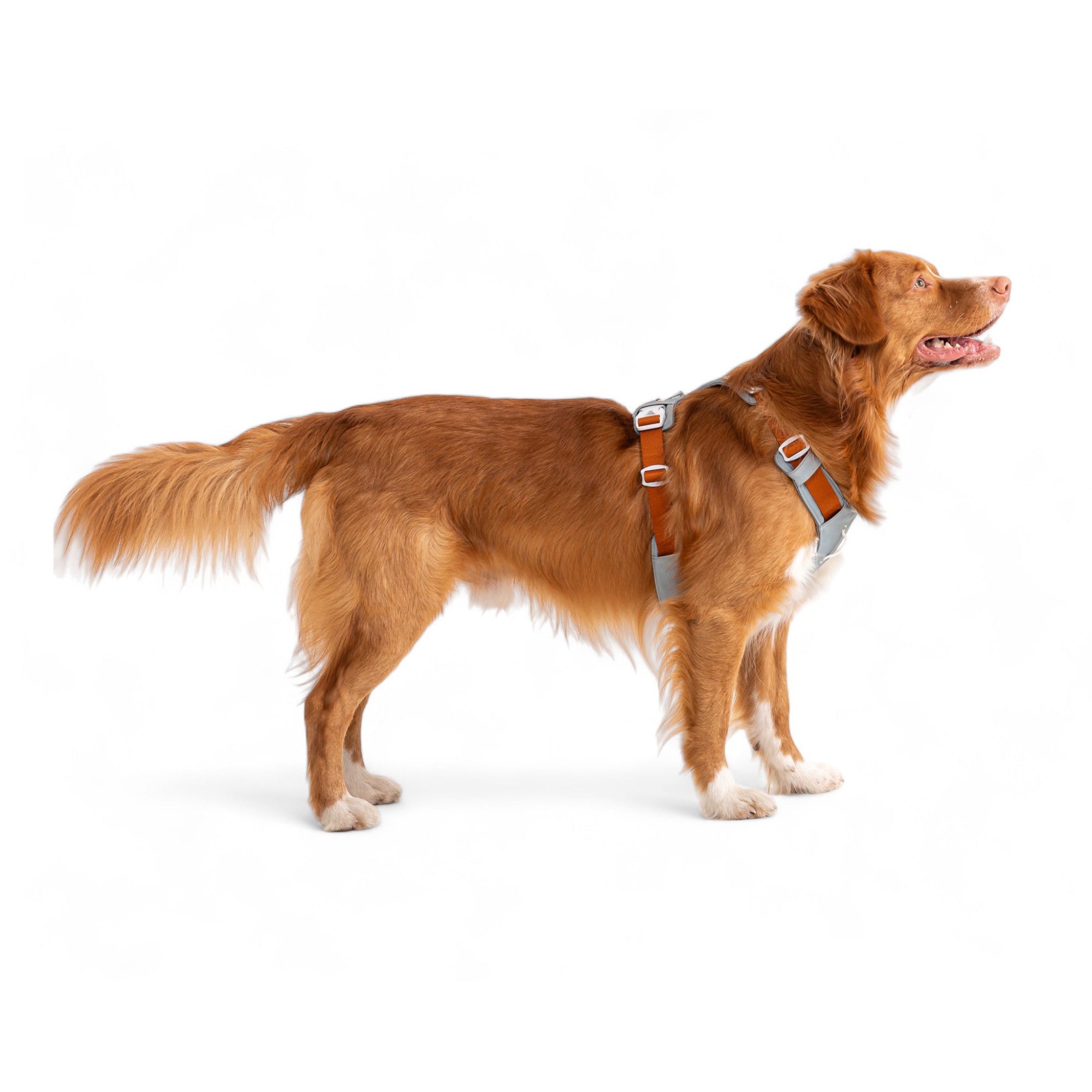 Green Dog Harness: Comfort for Every Breed Size - Woolly Wolf