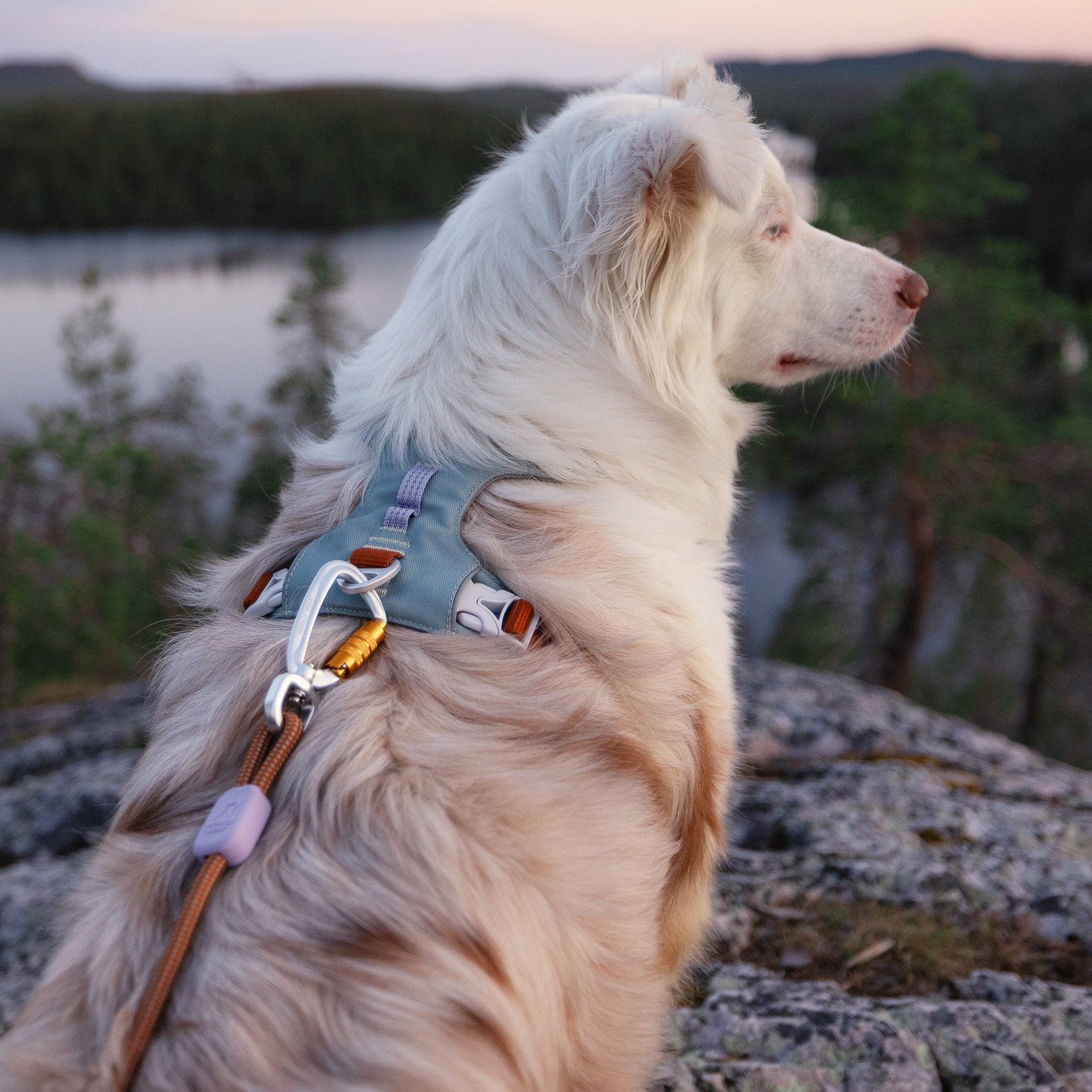Green Dog Harness: Comfort for Every Breed Size - Woolly Wolf