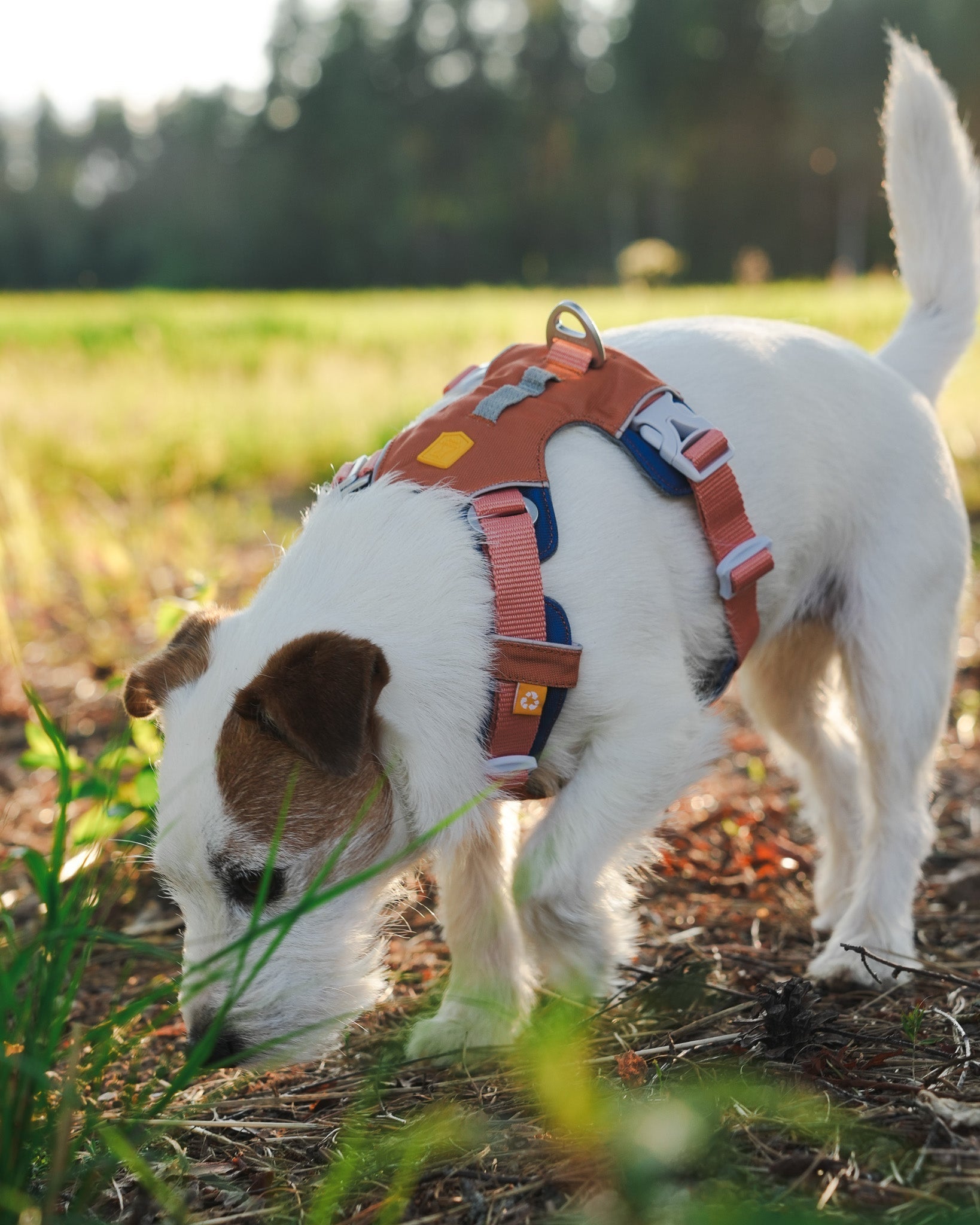 Alpha 360 Harness Golden Hour Mix - XS