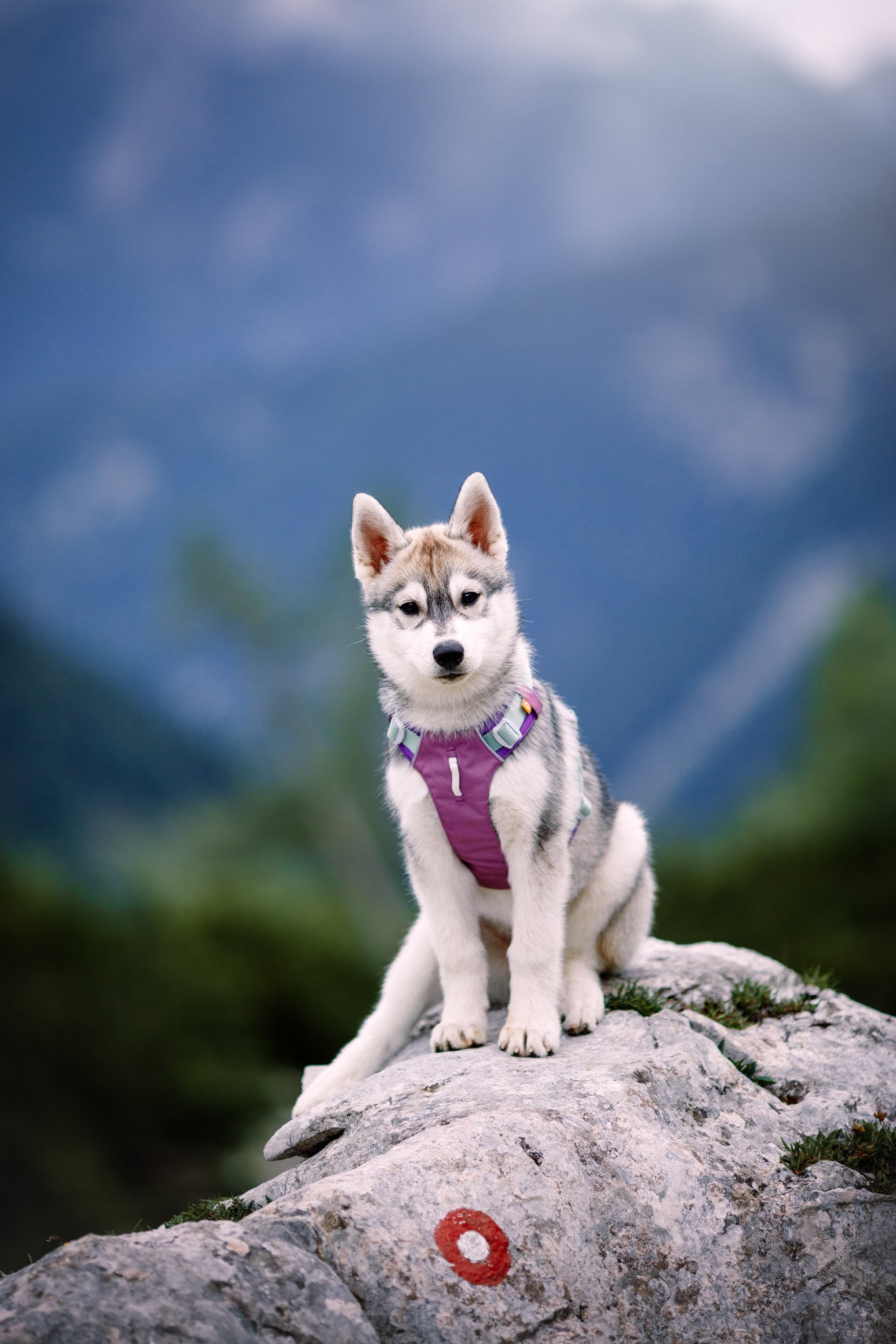Mauve Dog Harness: Eco-Friendly and Comfortable Design Woolly Wolf