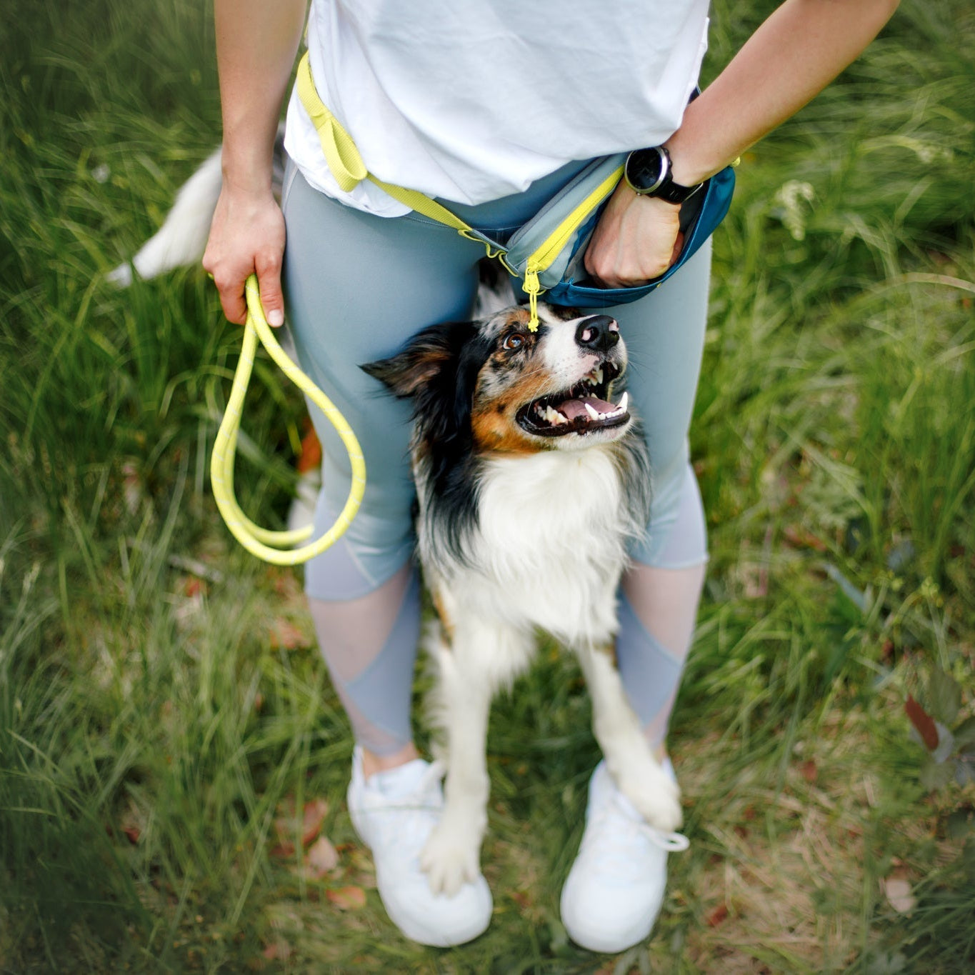 A person wearing gray leggings and white sneakers stands on grass, holding a yellow leash and the Alpha 360 Hip Pack Deep Teal, as a happy black, white, and brown dog stands between their legs and looks up at them.