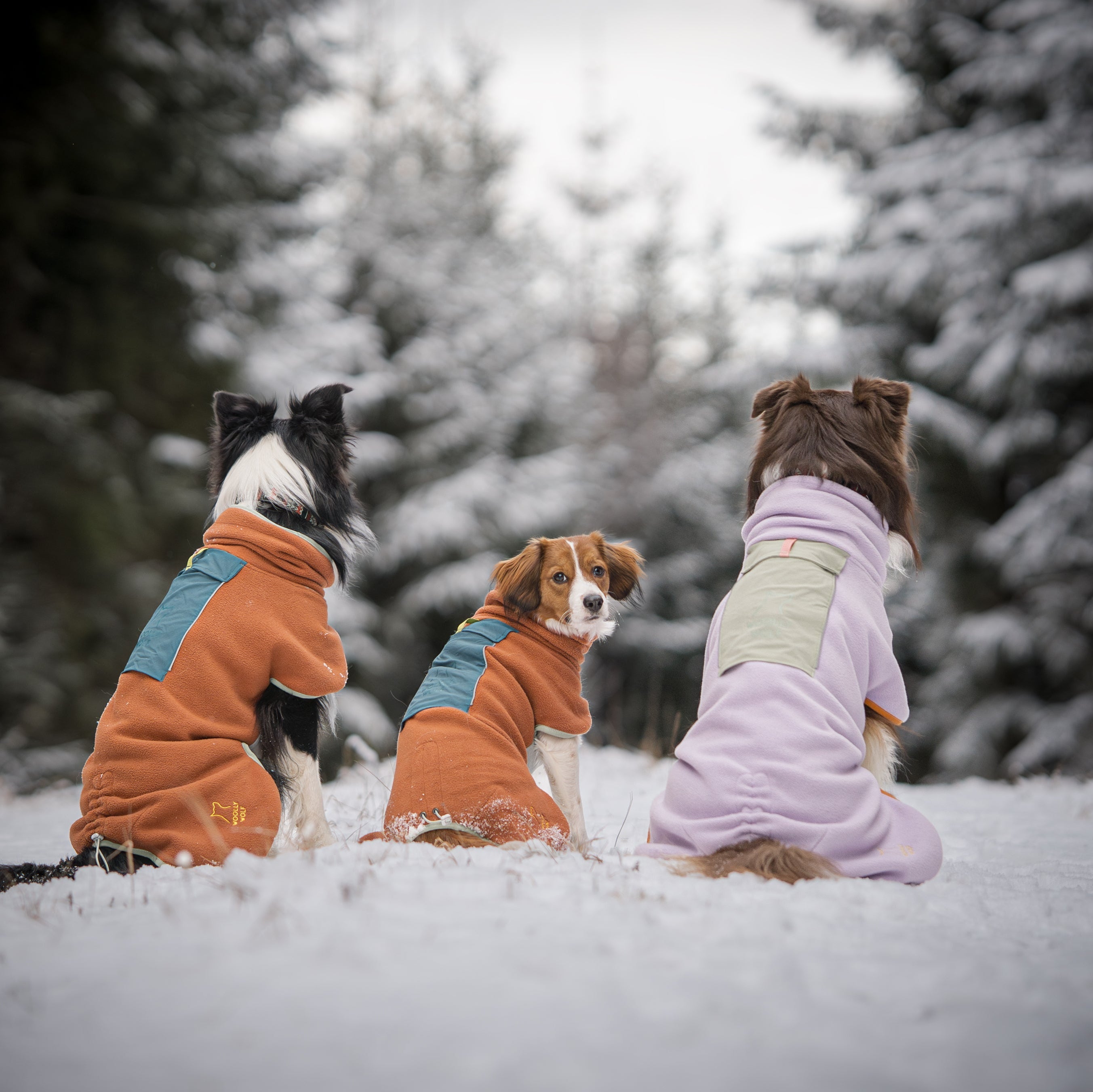 Three dogs in colorful jackets sit in the snow, facing away, with snowy trees in the background.