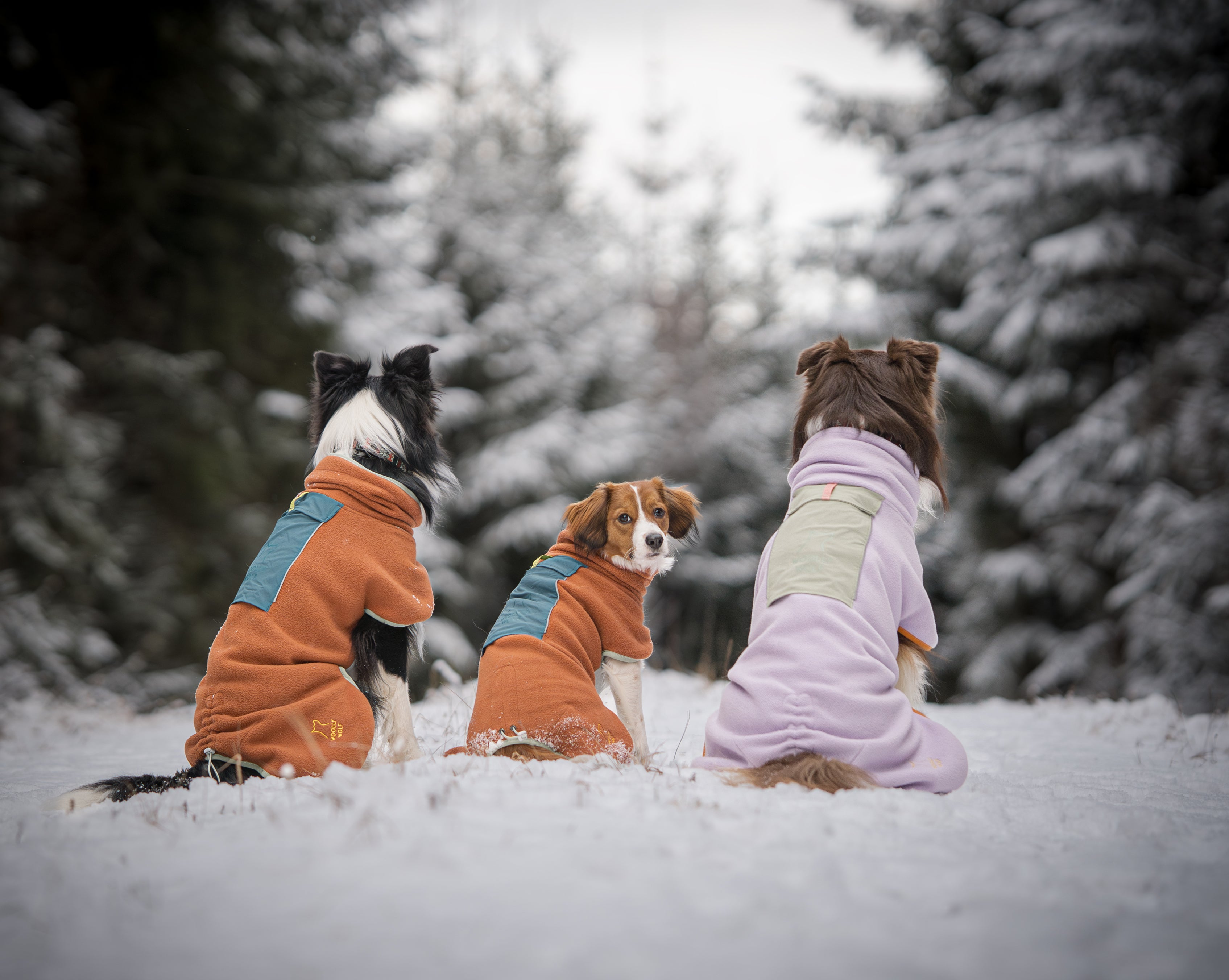 Three dogs in colorful jackets sit in the snow, facing away, with snowy trees in the background.