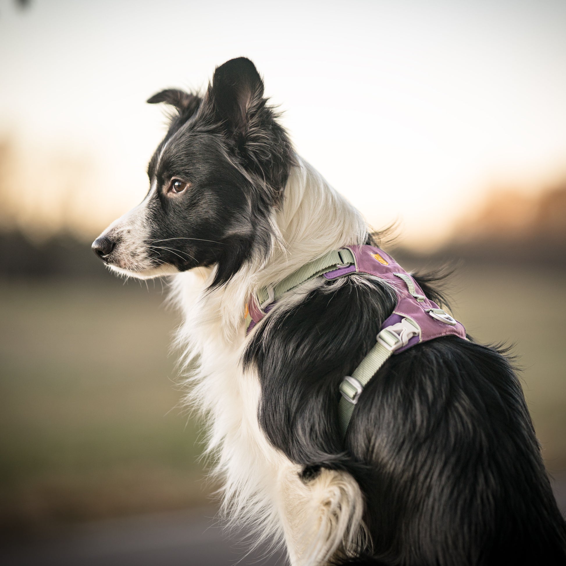 A black and white Border Collie wearing a purple harness sits outdoors, gazing into the distance at sunset.