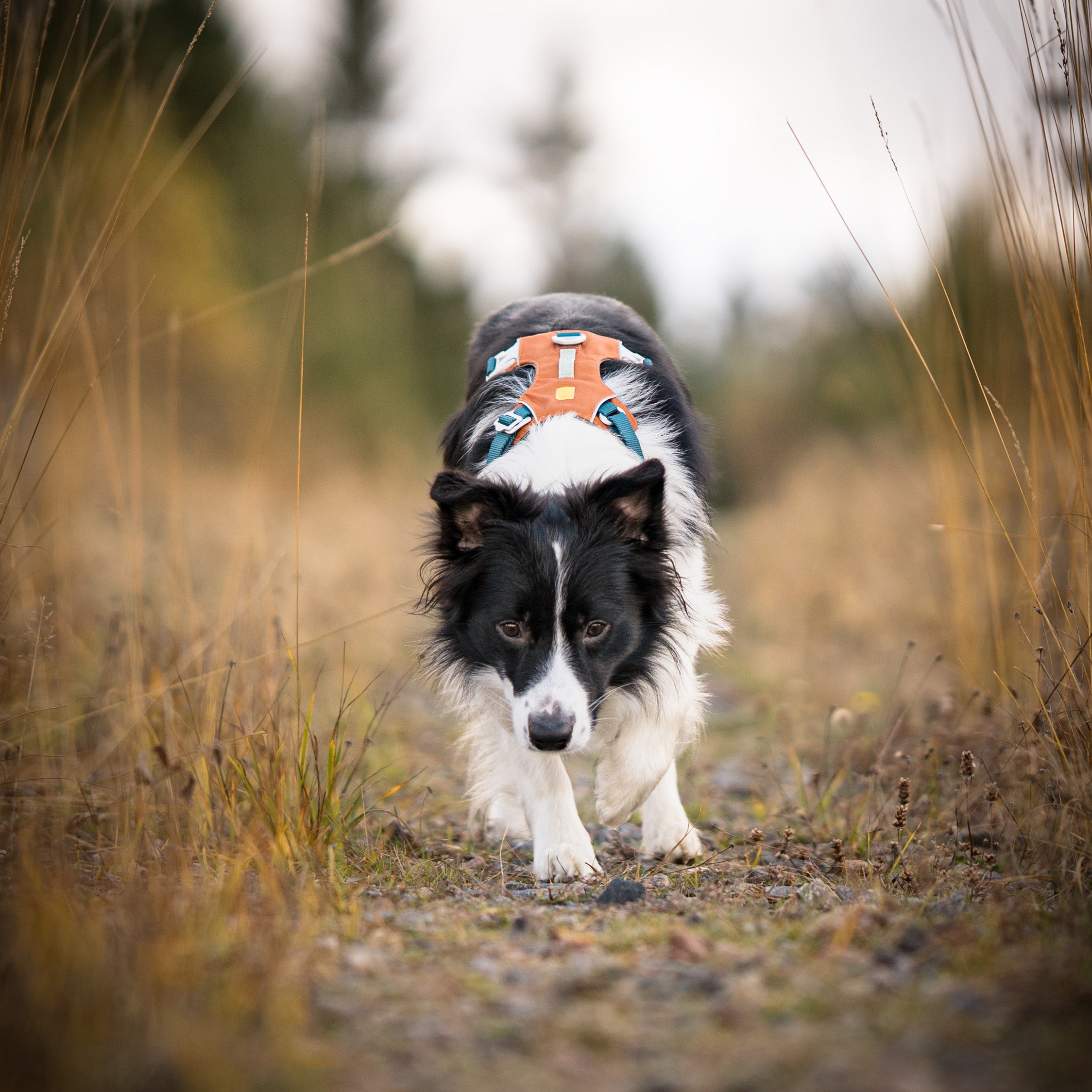 Blue Dog Harness with Adjustable Fit for Your Dog - Woolly Wolf
