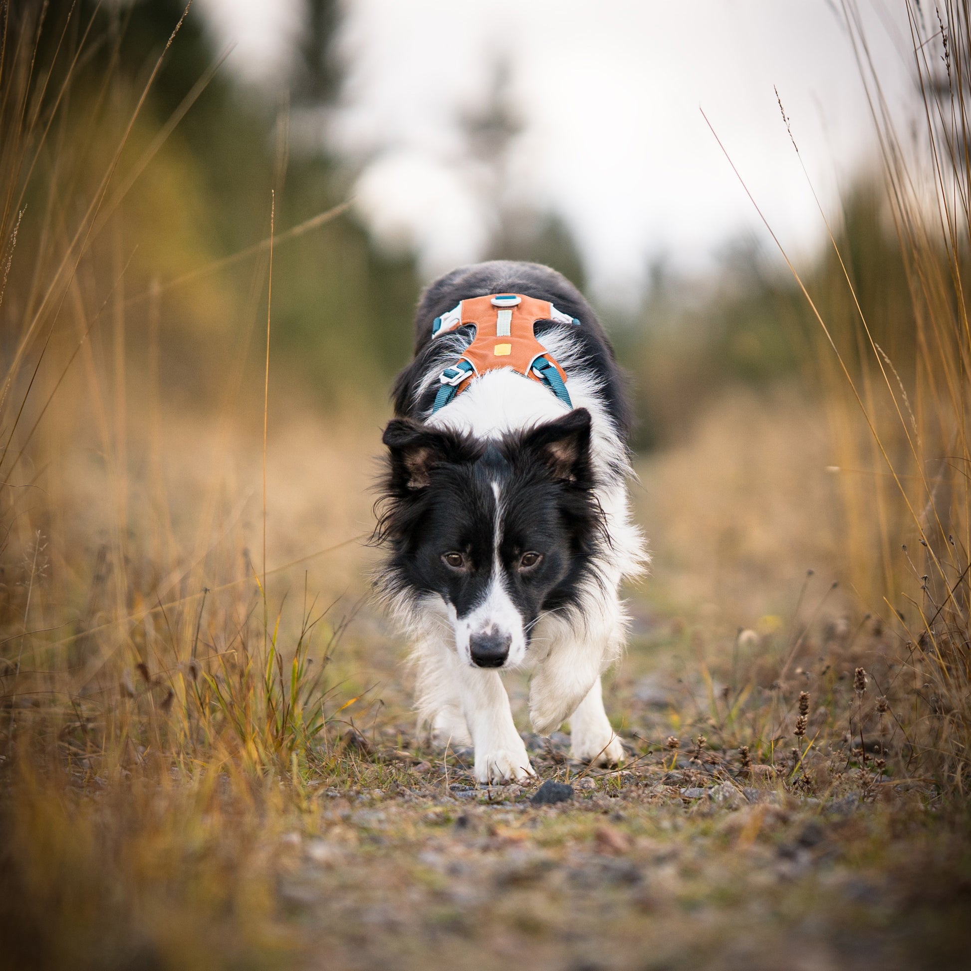 A black and white dog wearing an orange harness walks on a grassy path outdoors.