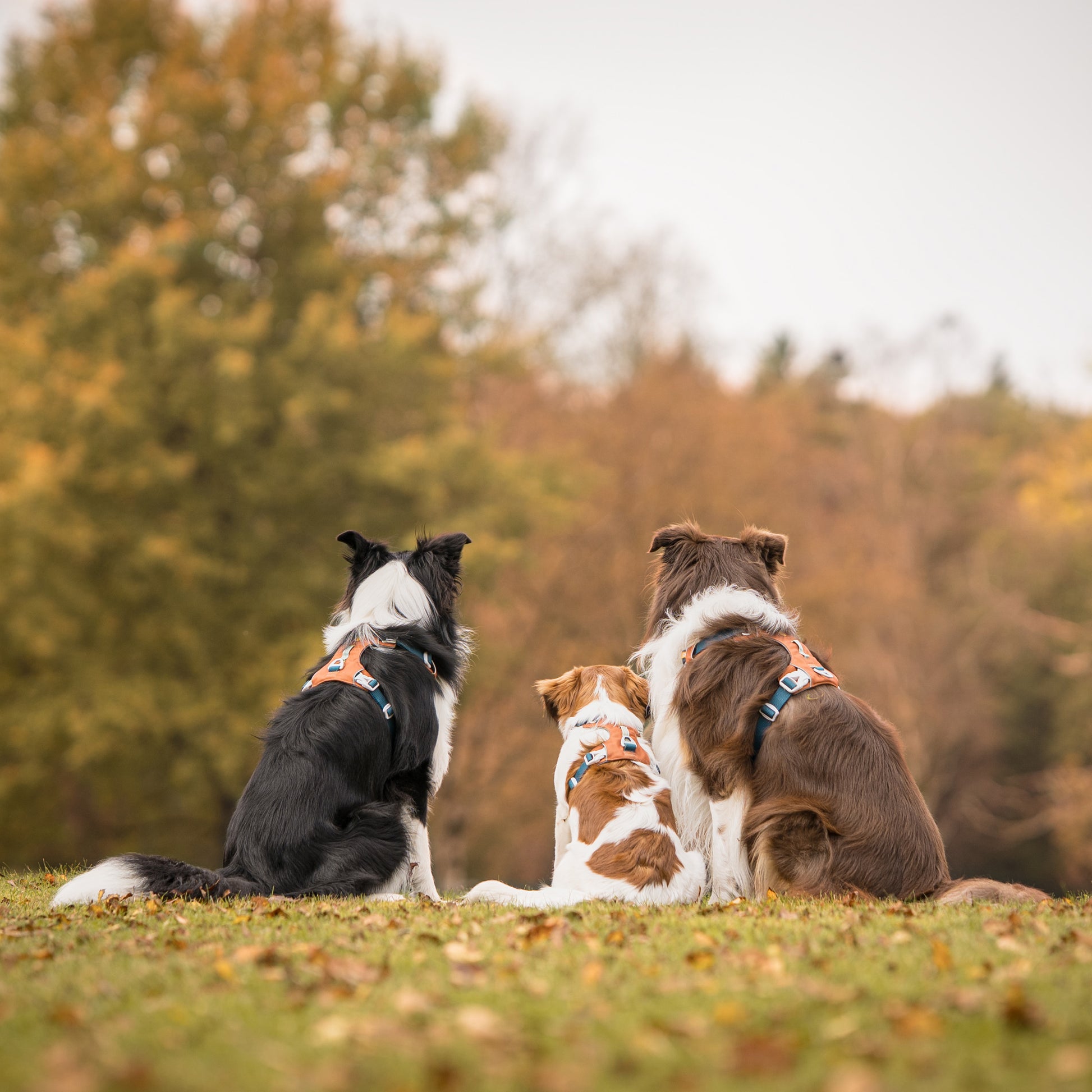 Three dogs sitting on grass, facing away, looking at autumn trees in the distance.